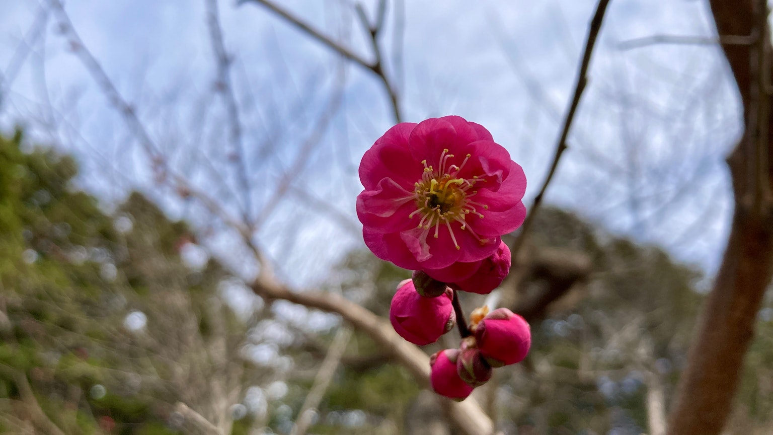 梅花在树枝上盛开的特写