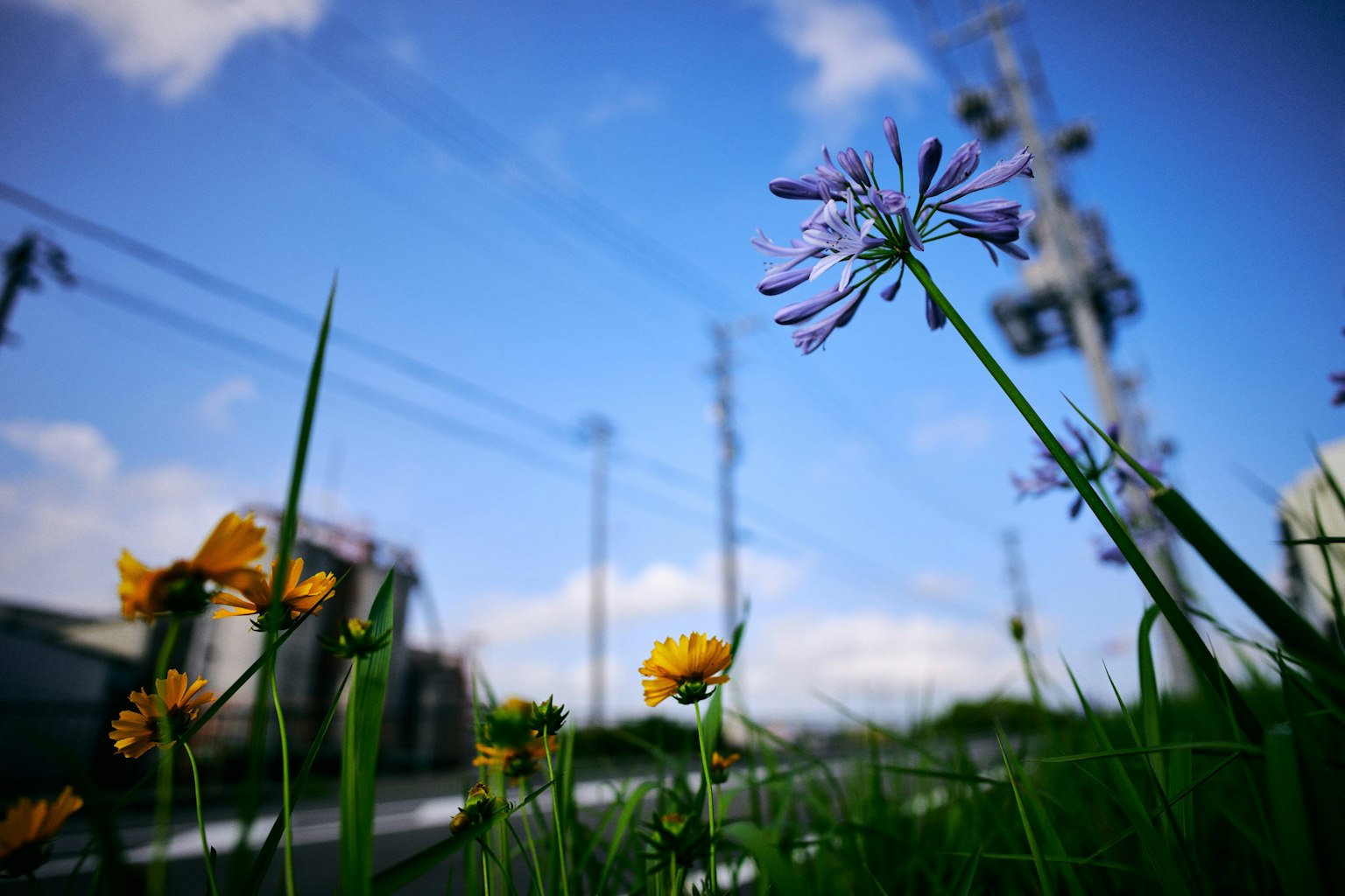 Purple and yellow flowers blooming under a blue sky with a power pole in the background