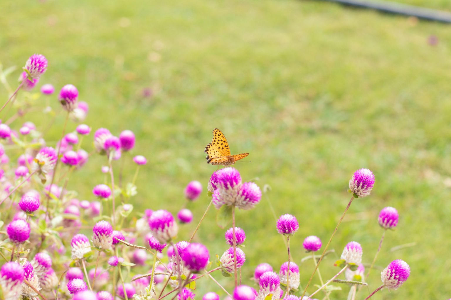 Una farfalla arancione vivace posata su fiori viola in un ambiente verdeggiante