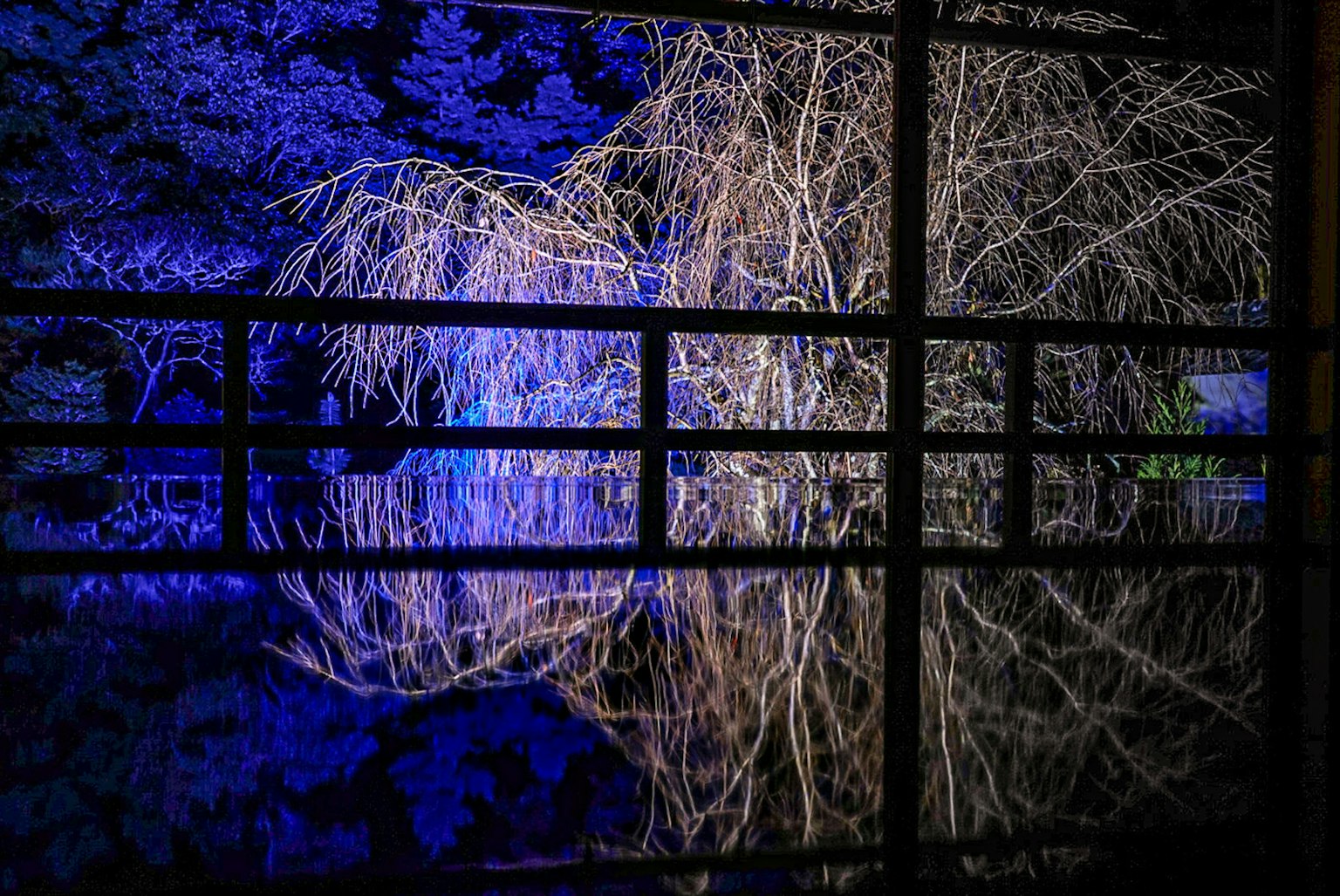 Réflexion d'un arbre illuminé par une lumière bleue visible à travers une fenêtre