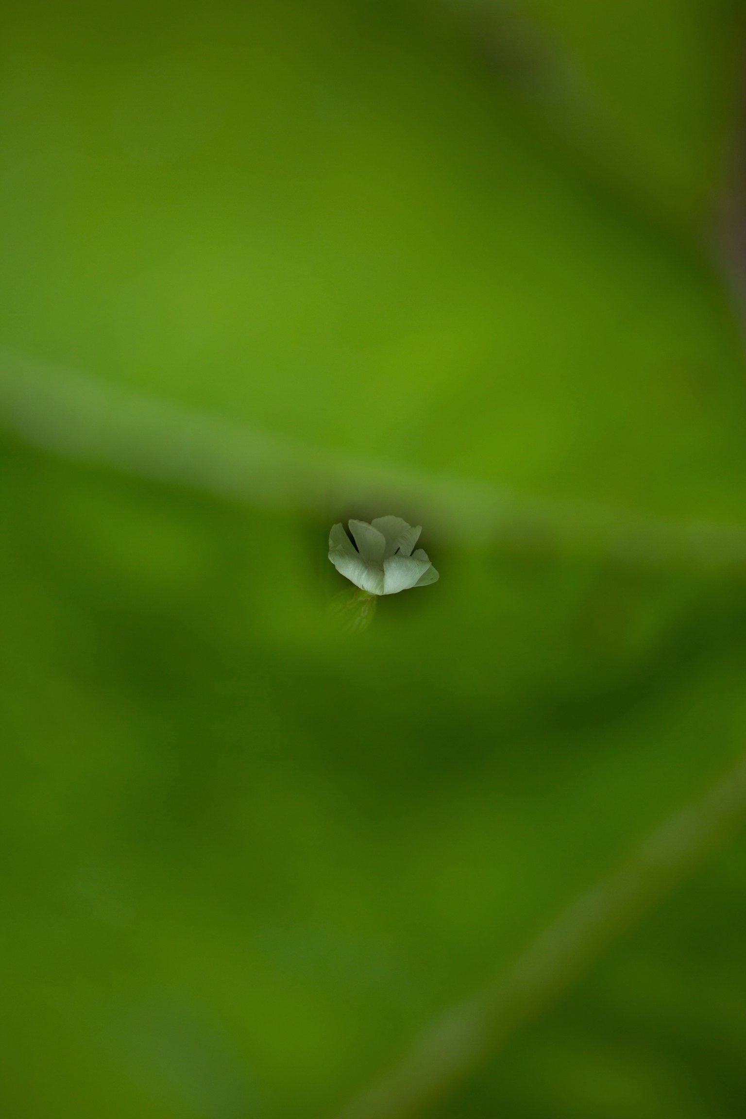 Primo piano di una goccia d'acqua su una foglia verde