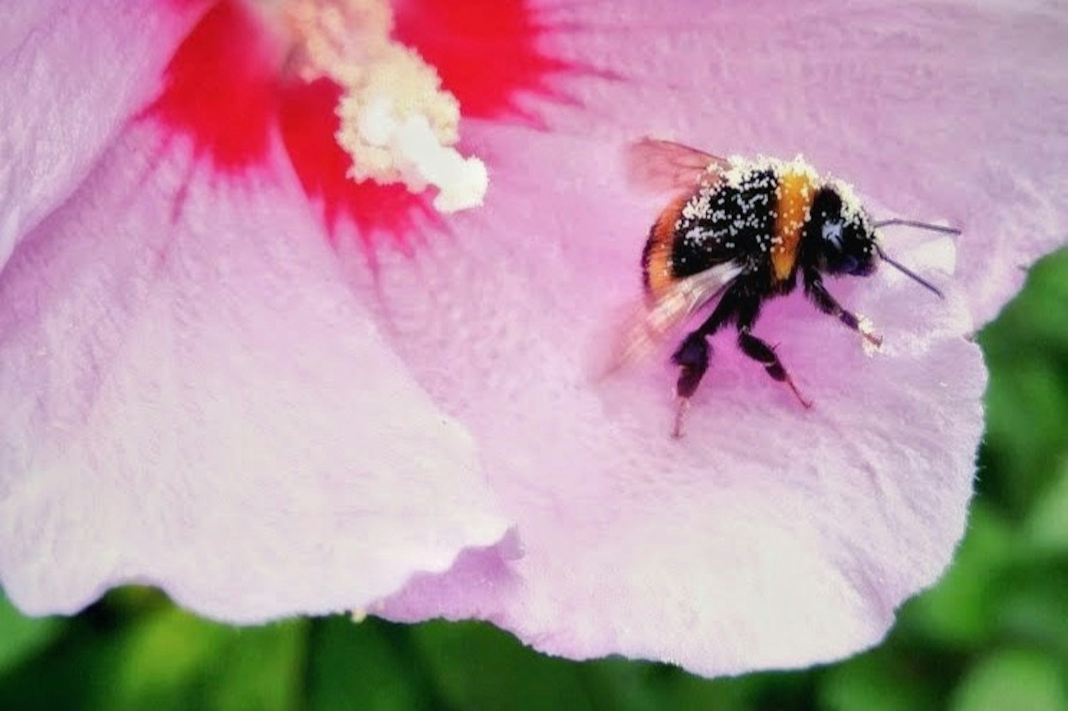 Acercamiento de una abeja en una flor de color púrpura claro