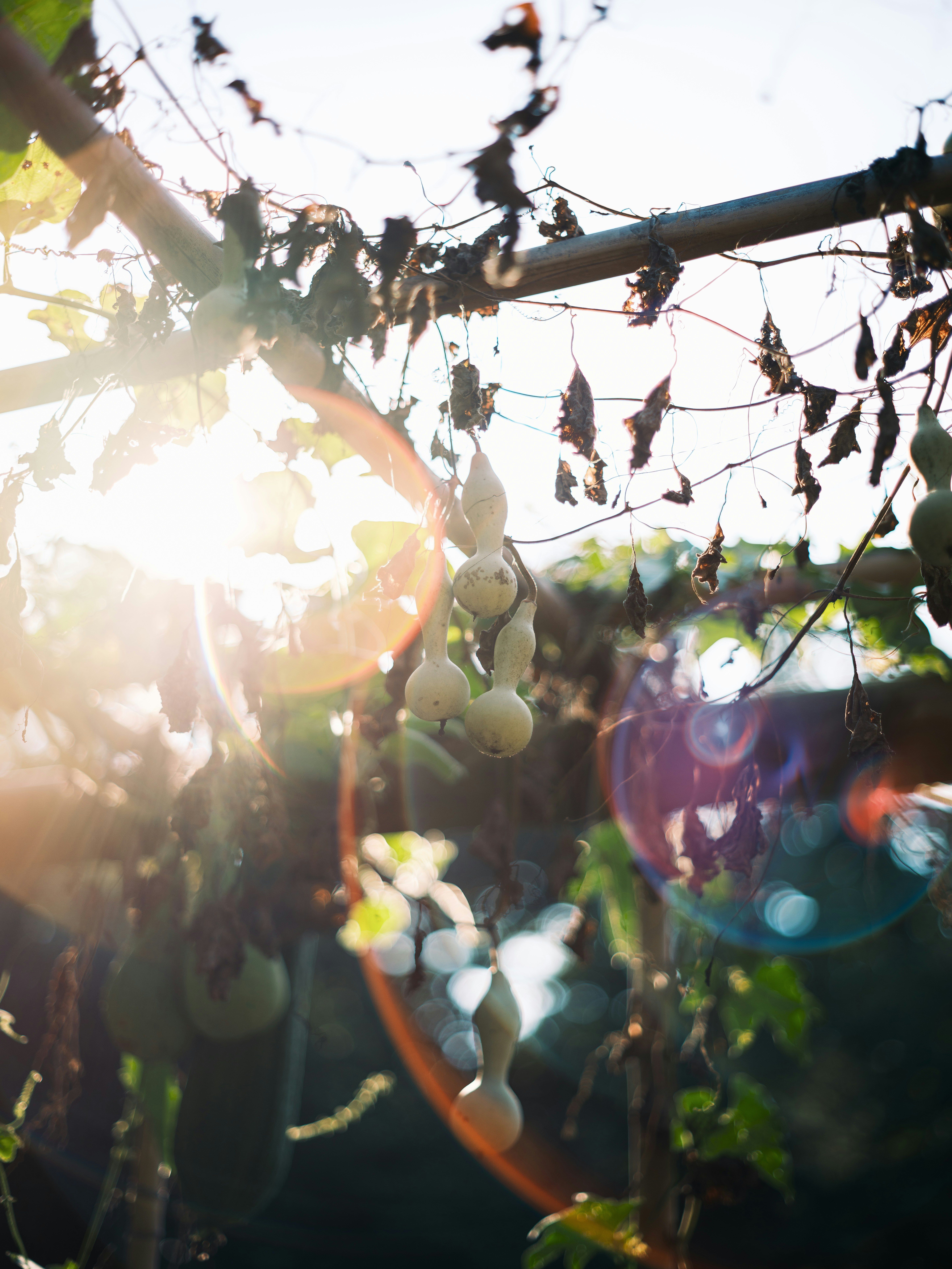 grape clusters on vine branches with morning sun flare