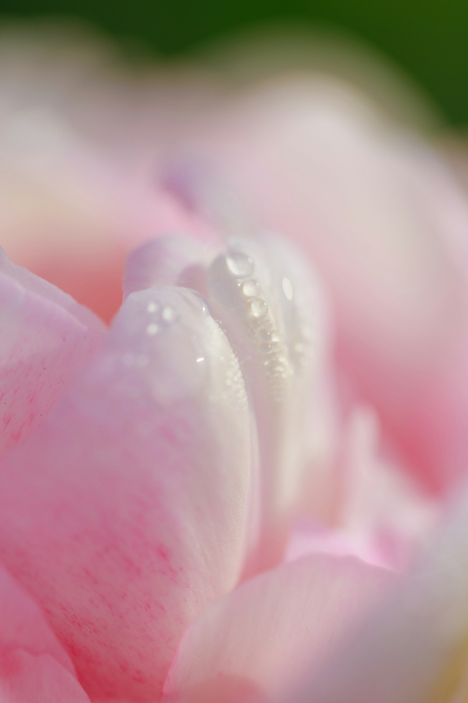 Image en gros plan de pétales de fleurs roses doux avec des gouttes de rosée
