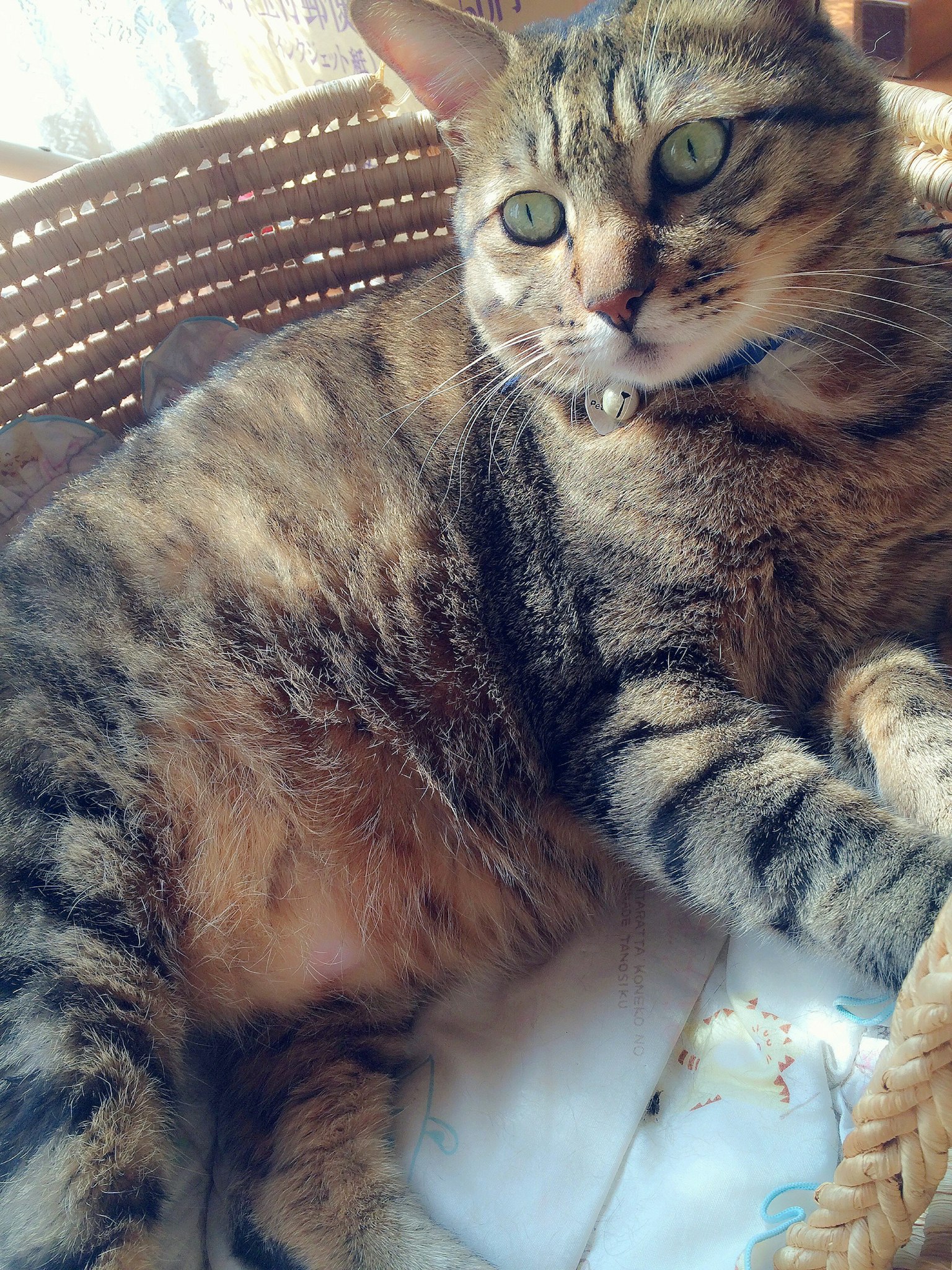 Gros plan d'un chat tigré brun allongé dans un panier en osier