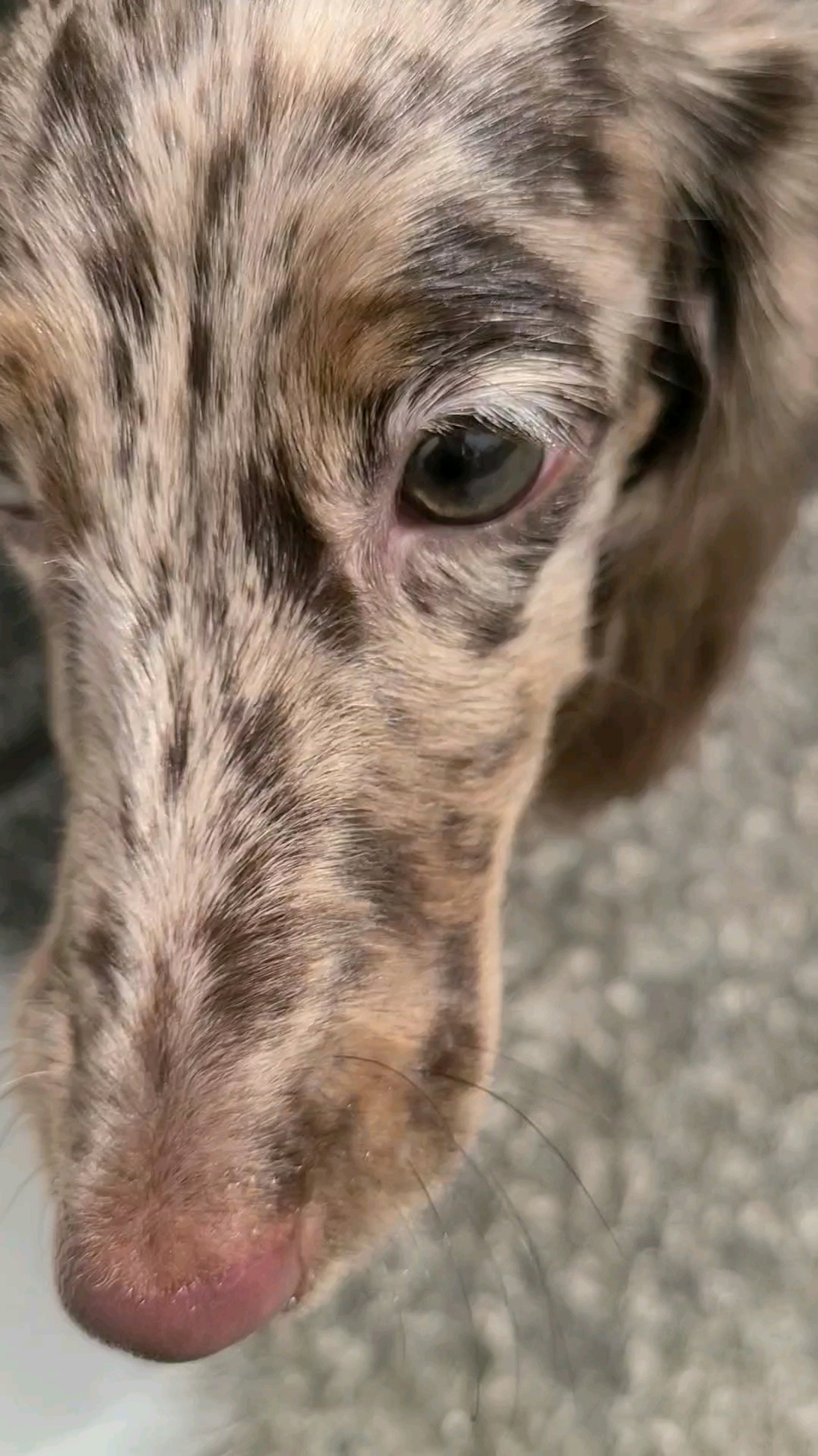 Image en gros plan du visage d'un chien tacheté