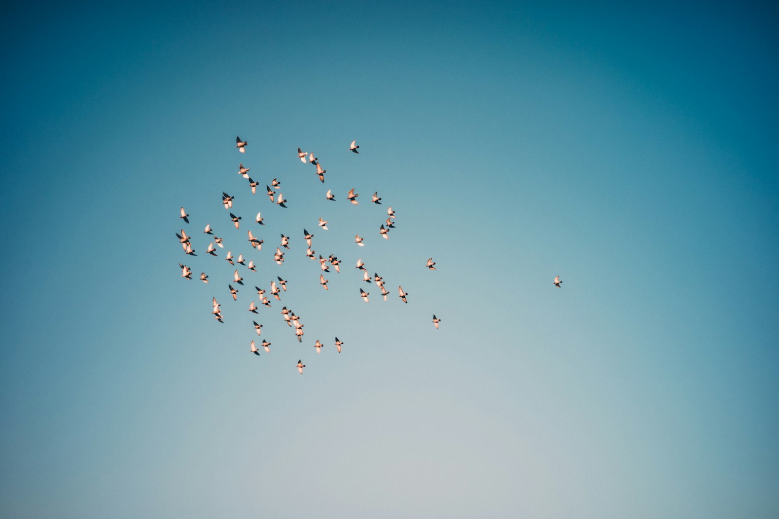 Un gruppo di palloncini colorati che fluttuano in un cielo blu