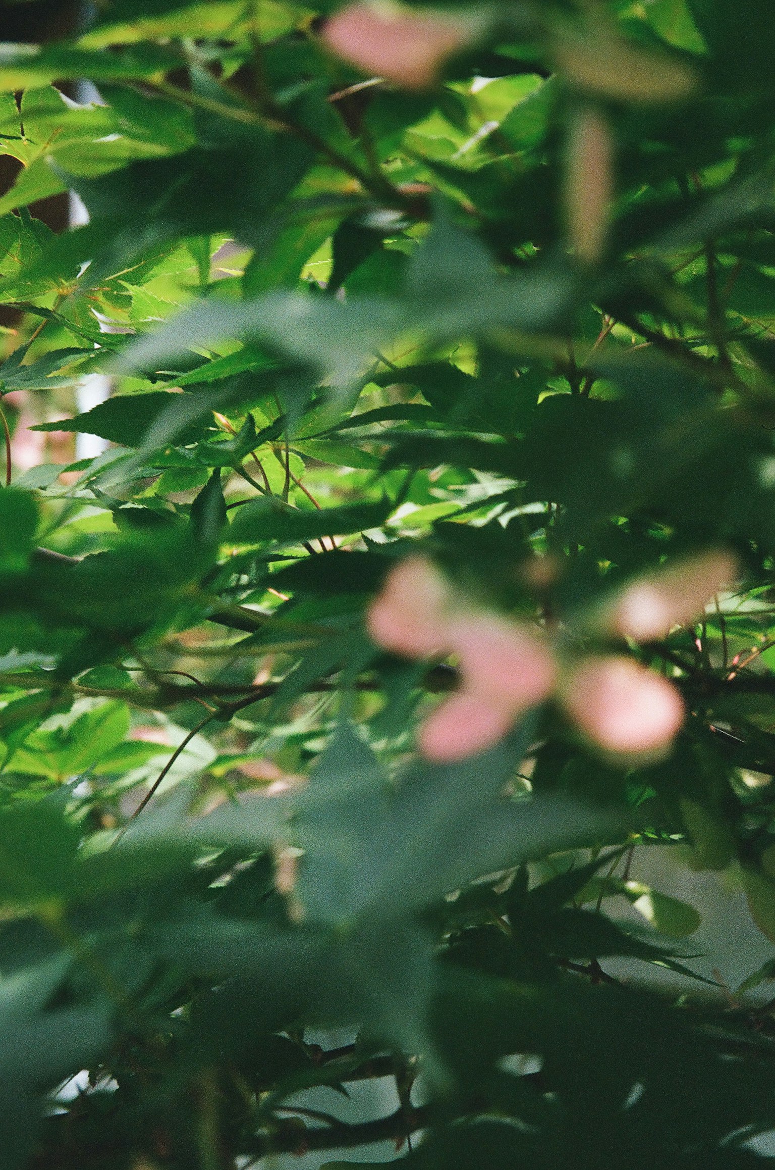 自然場景，綠色葉子和淡粉色花朵