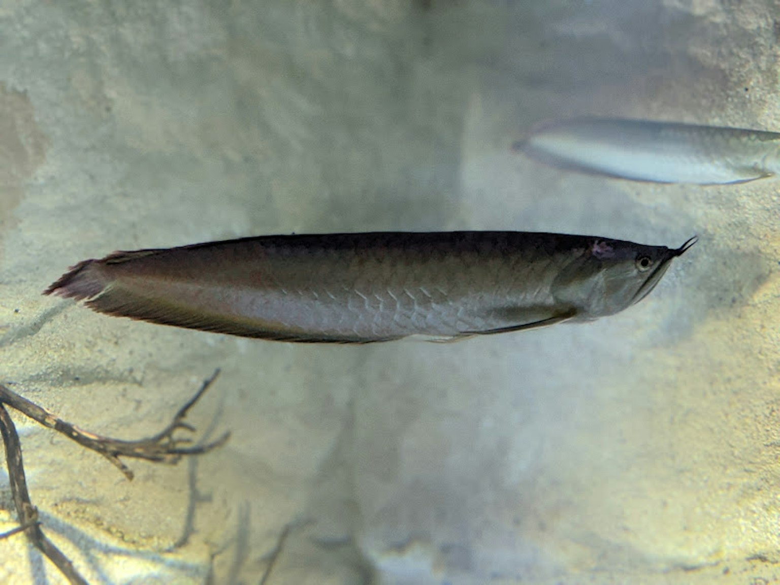 Ikan panjang berenang di air jernih