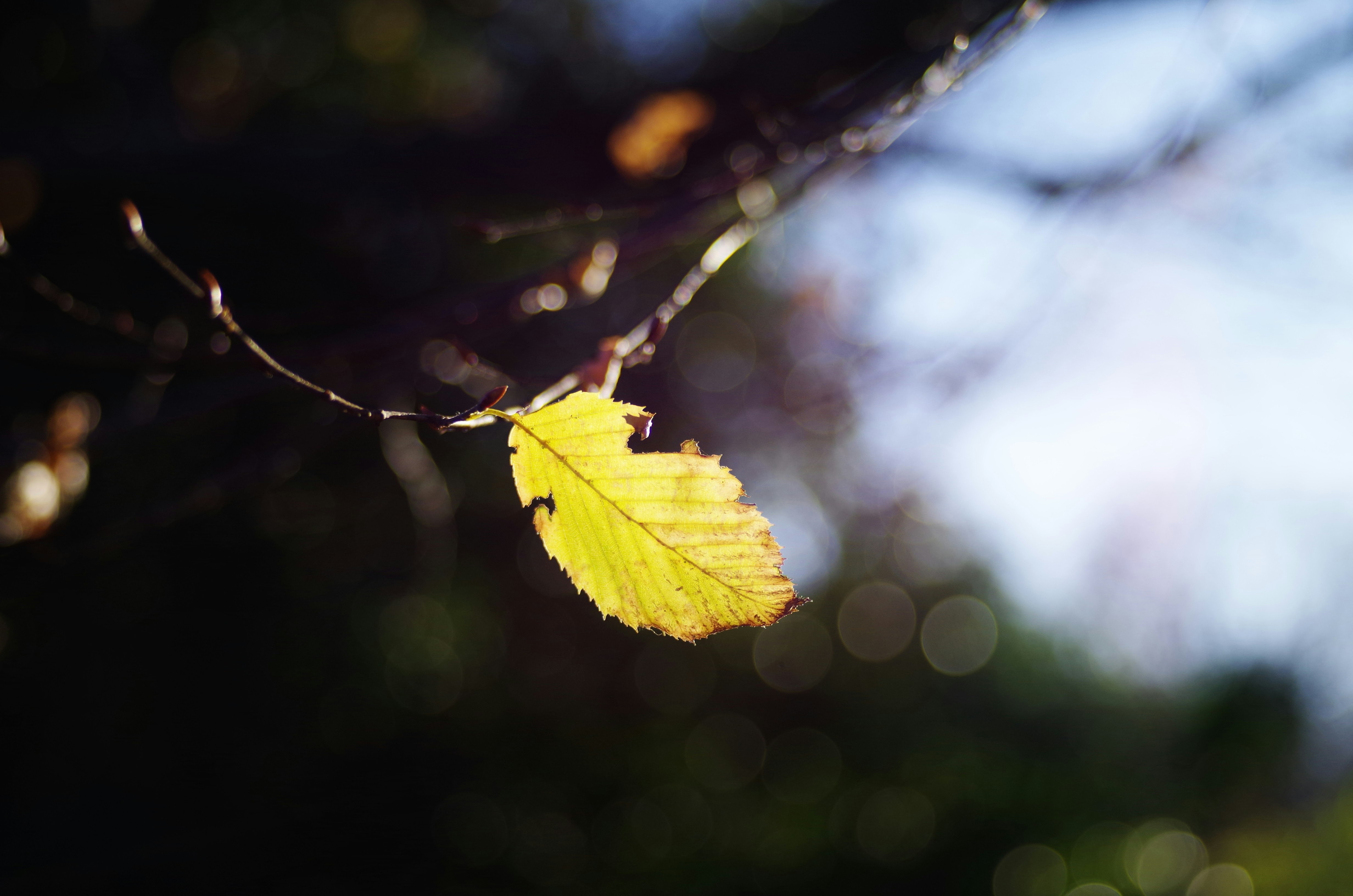 chiếc lá vàng mùa thu trên cành với hiệu ứng bokeh mềm