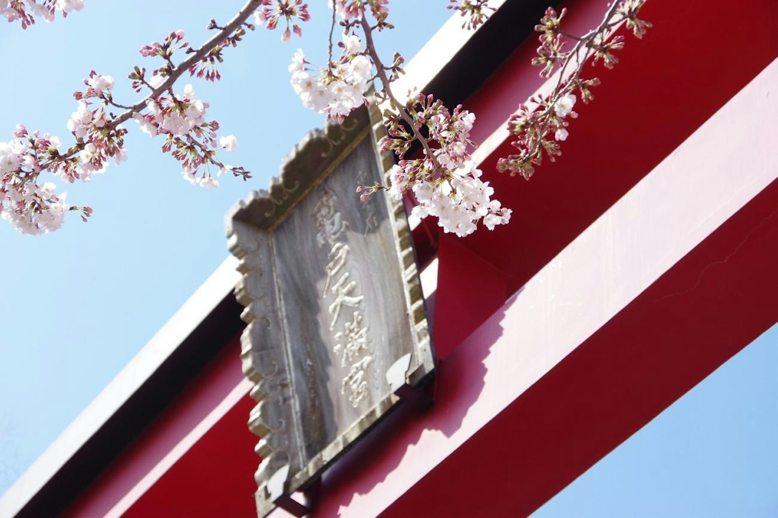 Cherry blossom tree near a red torii gate with a wooden sign