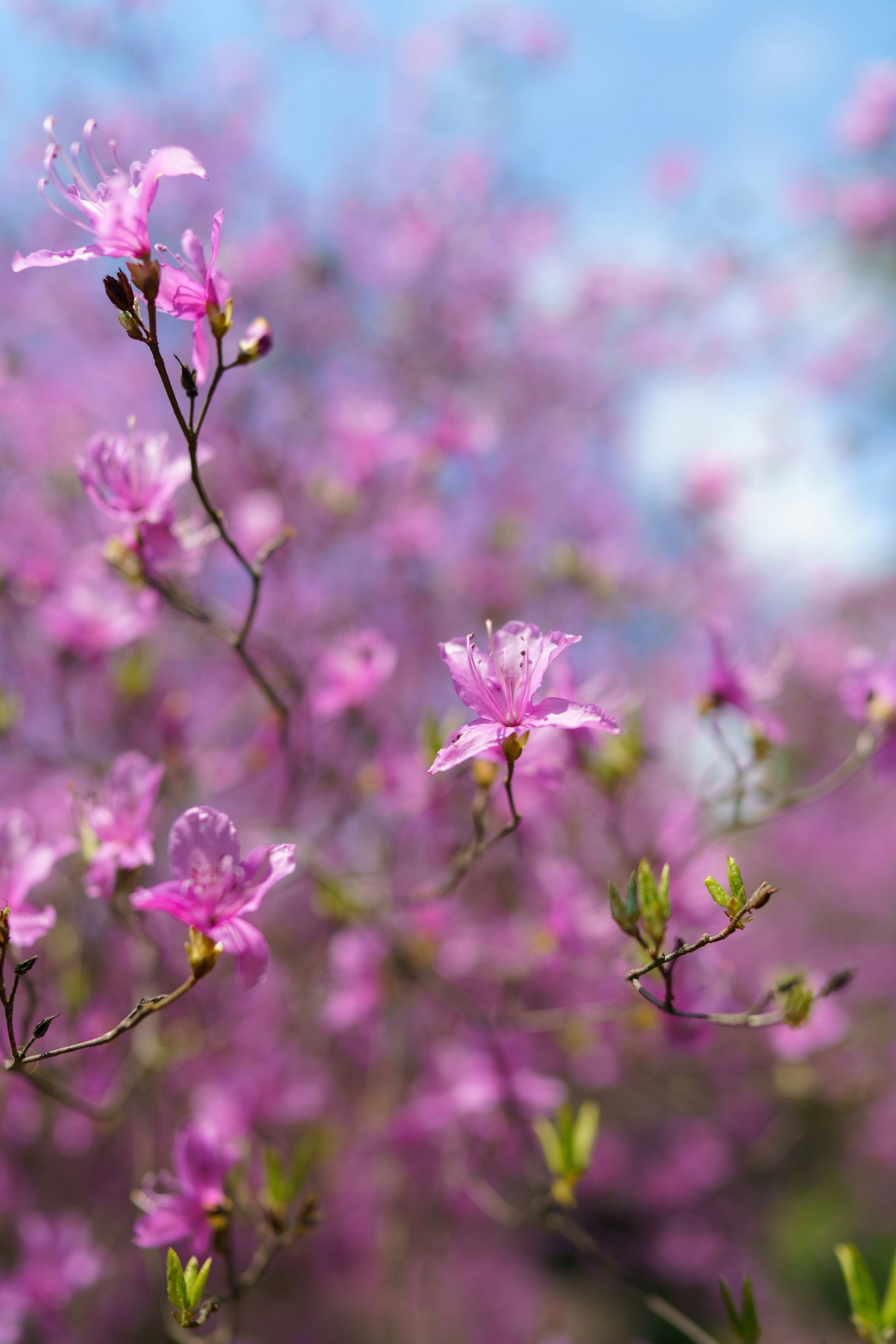 Nahaufnahme von lebhaften rosa Blumen an Zweigen mit verschwommenen lila Blumen und blauem Himmel im Hintergrund