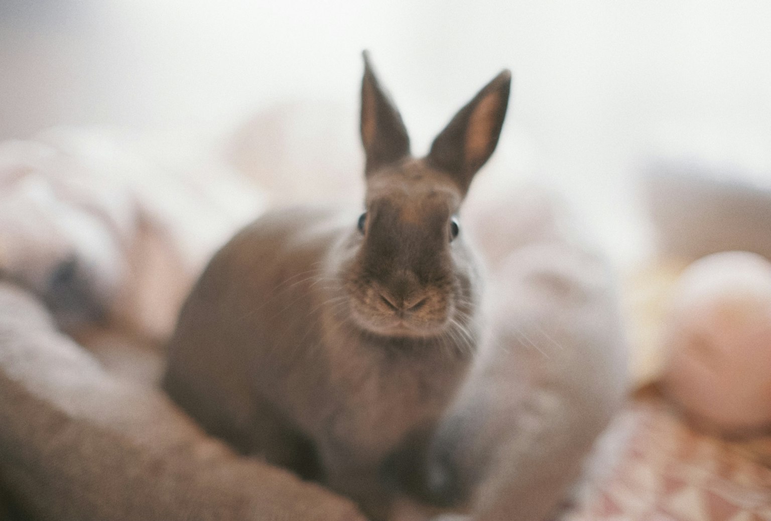 Lapin gris assis sur un lit doux