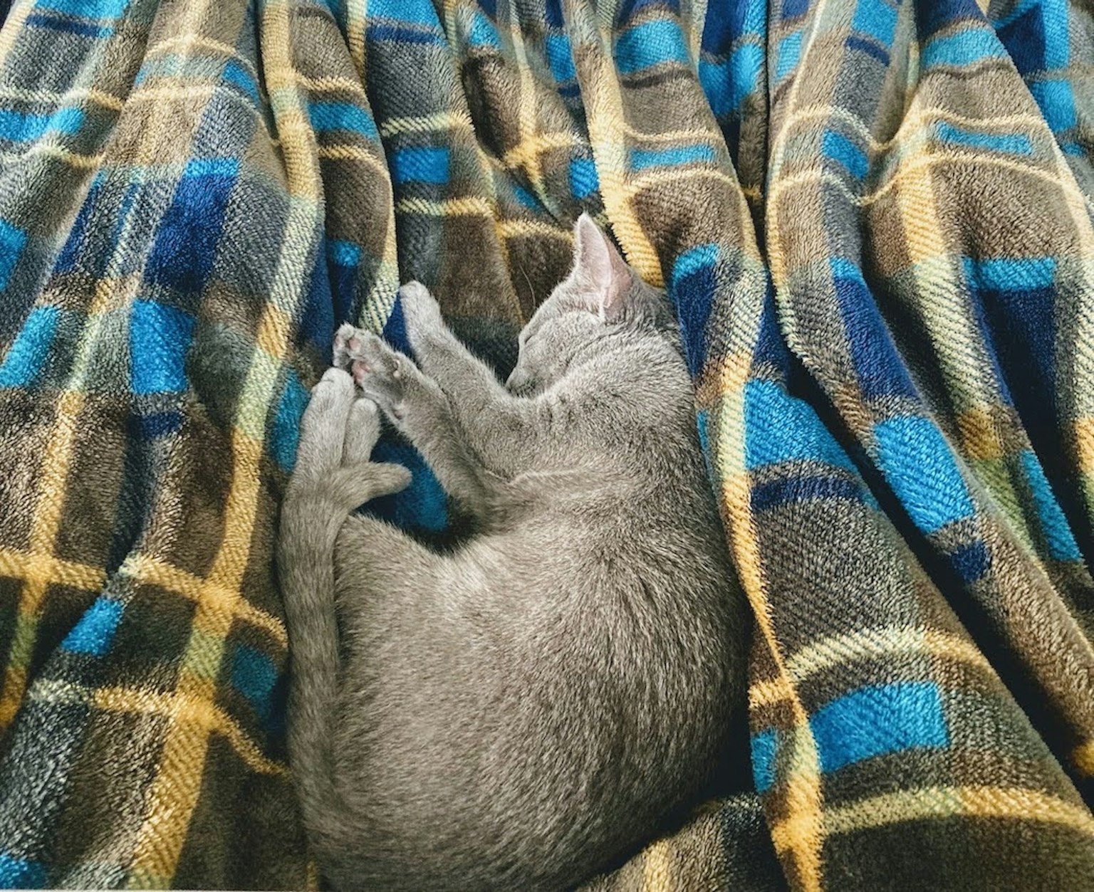 Gatto grigio che dorme su una coperta a quadri blu e gialla