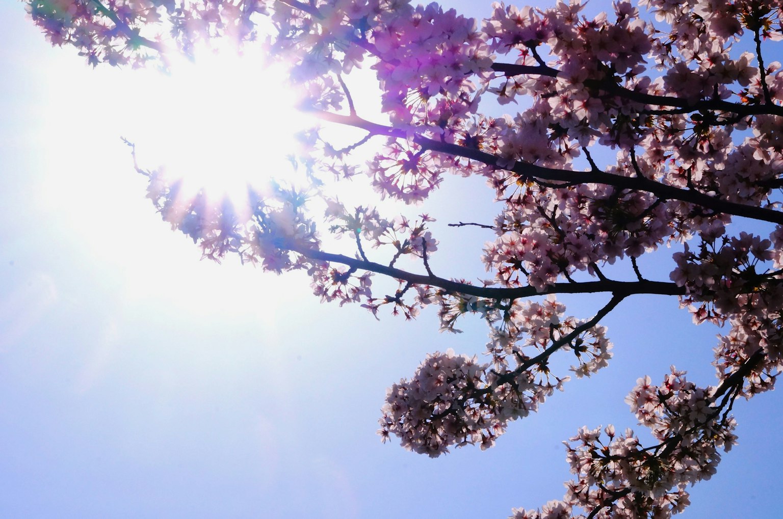 Fleurs de cerisier en fleurs sous un soleil éclatant et un ciel bleu