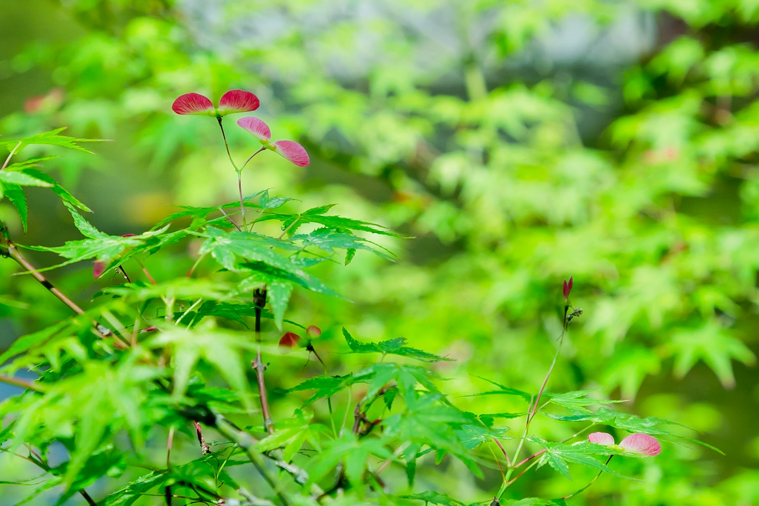 Natural scene featuring green leaves and red flowers