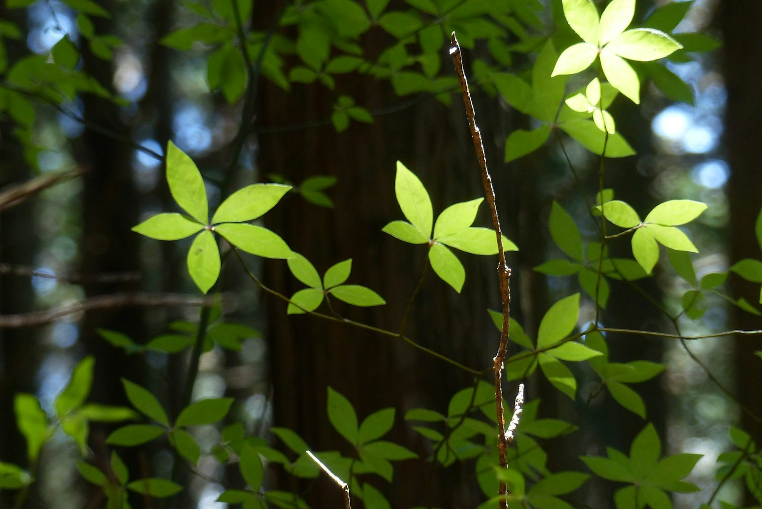Hojas verdes iluminadas por la luz del sol en un entorno forestal