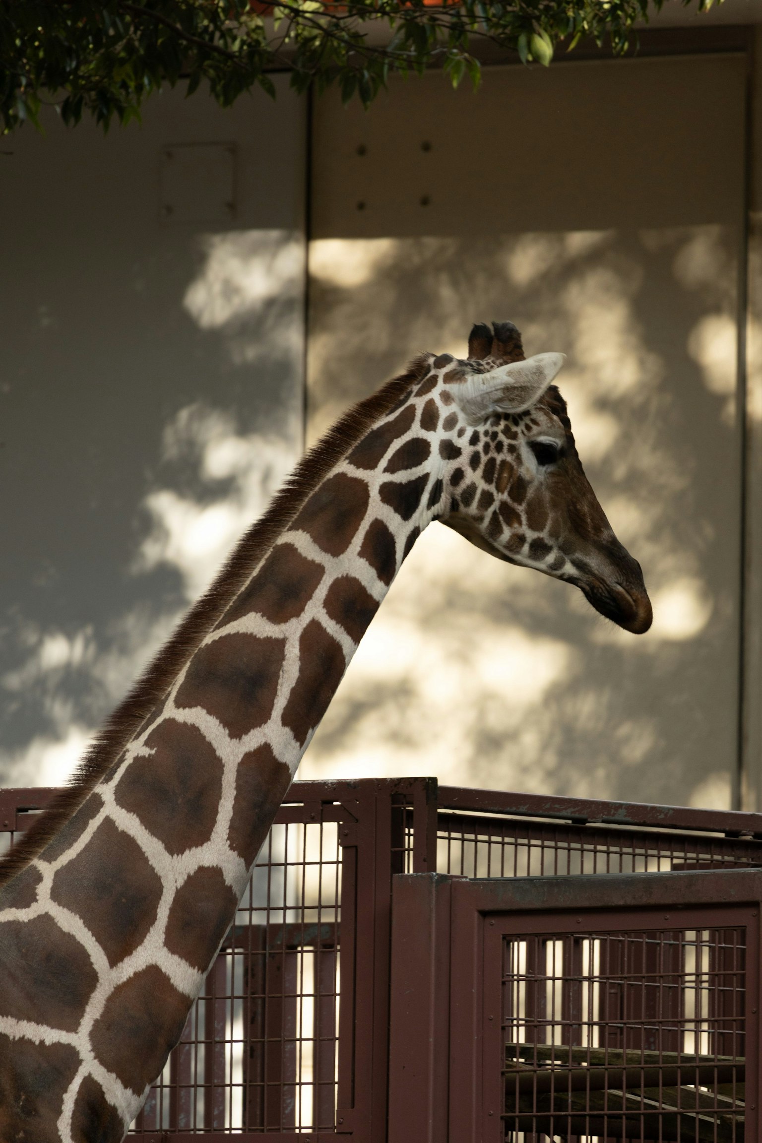 고개를 기울인 기린의 측면 배경에 그림자