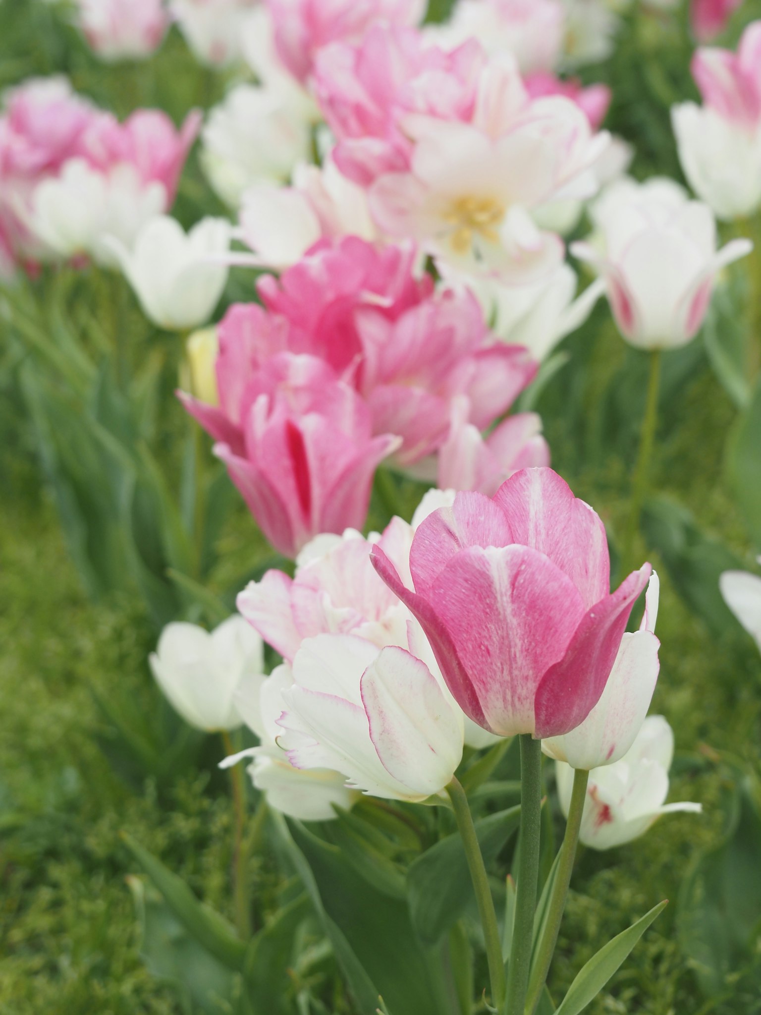 Colorful tulips blooming in a garden