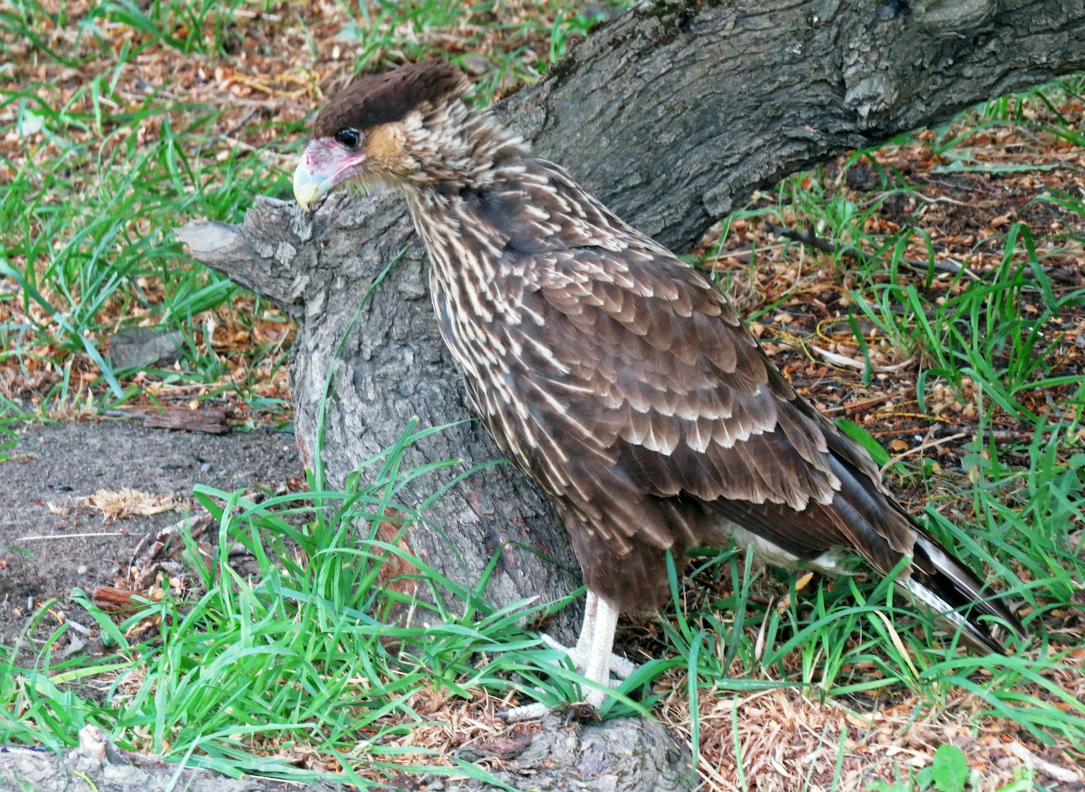 A brown-feathered bird standing near the base of a tree
