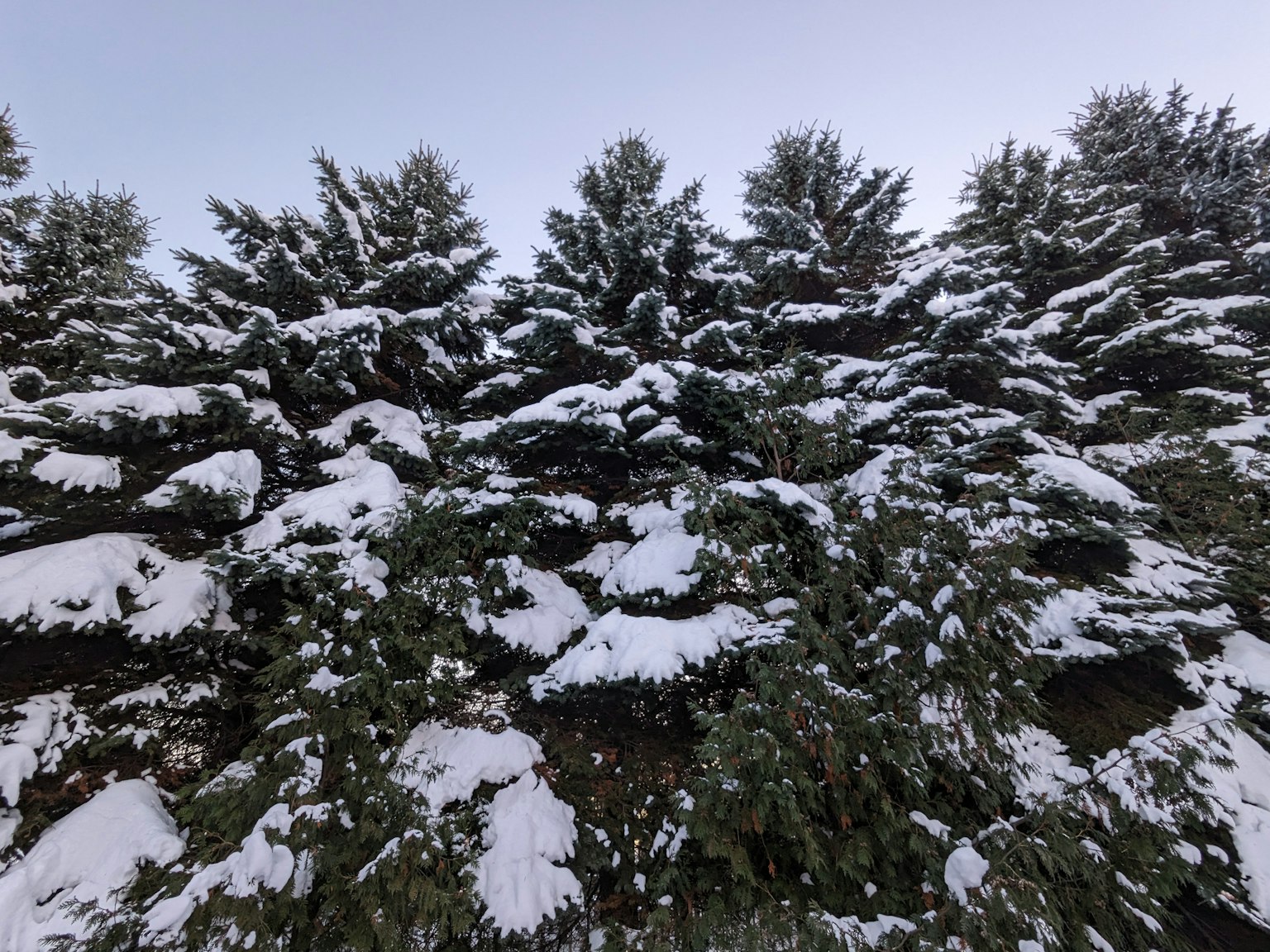 雪覆盖树木的景观
