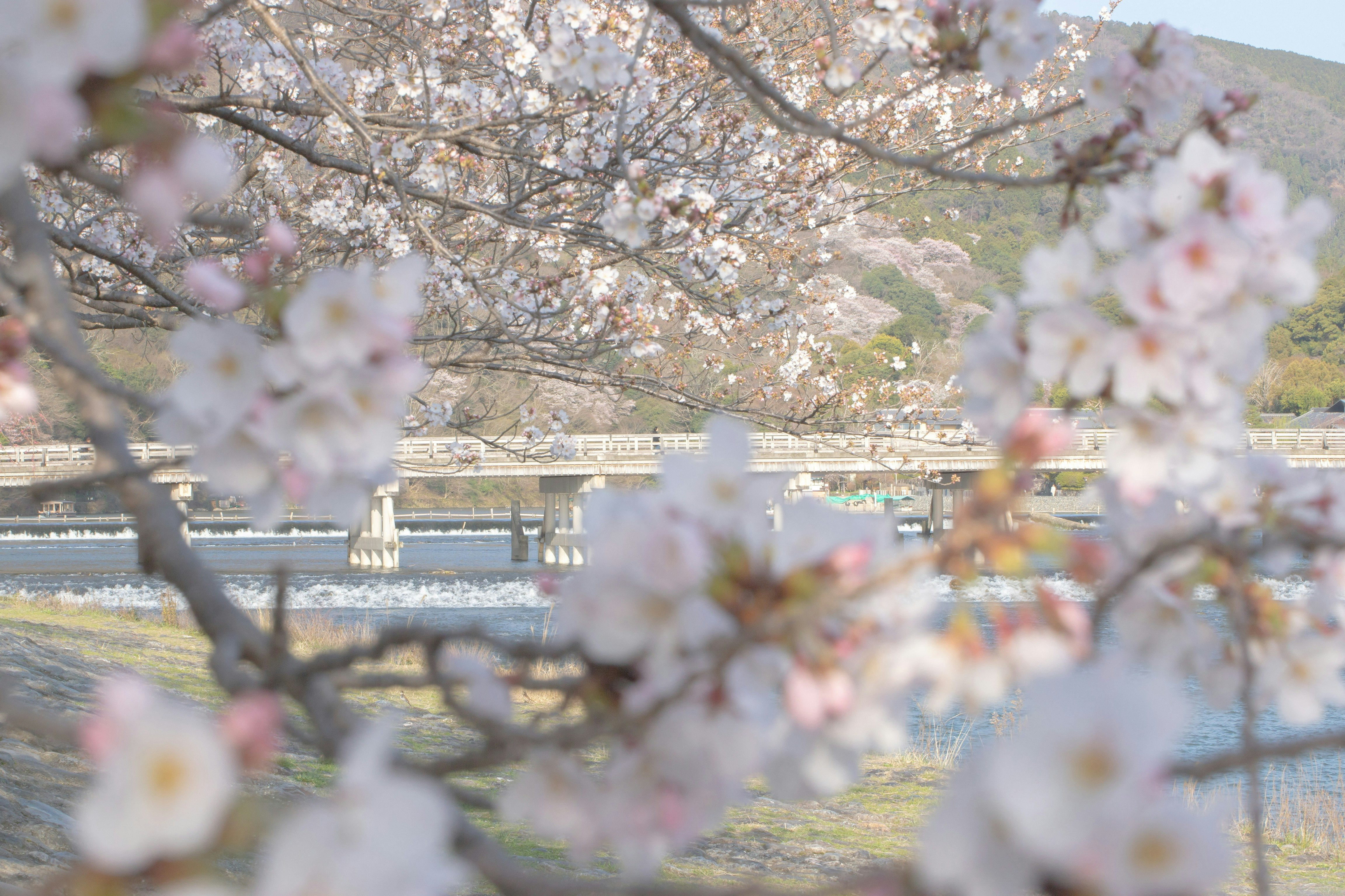 春の嵐山で桜の花越しに渡月橋が見える景色
