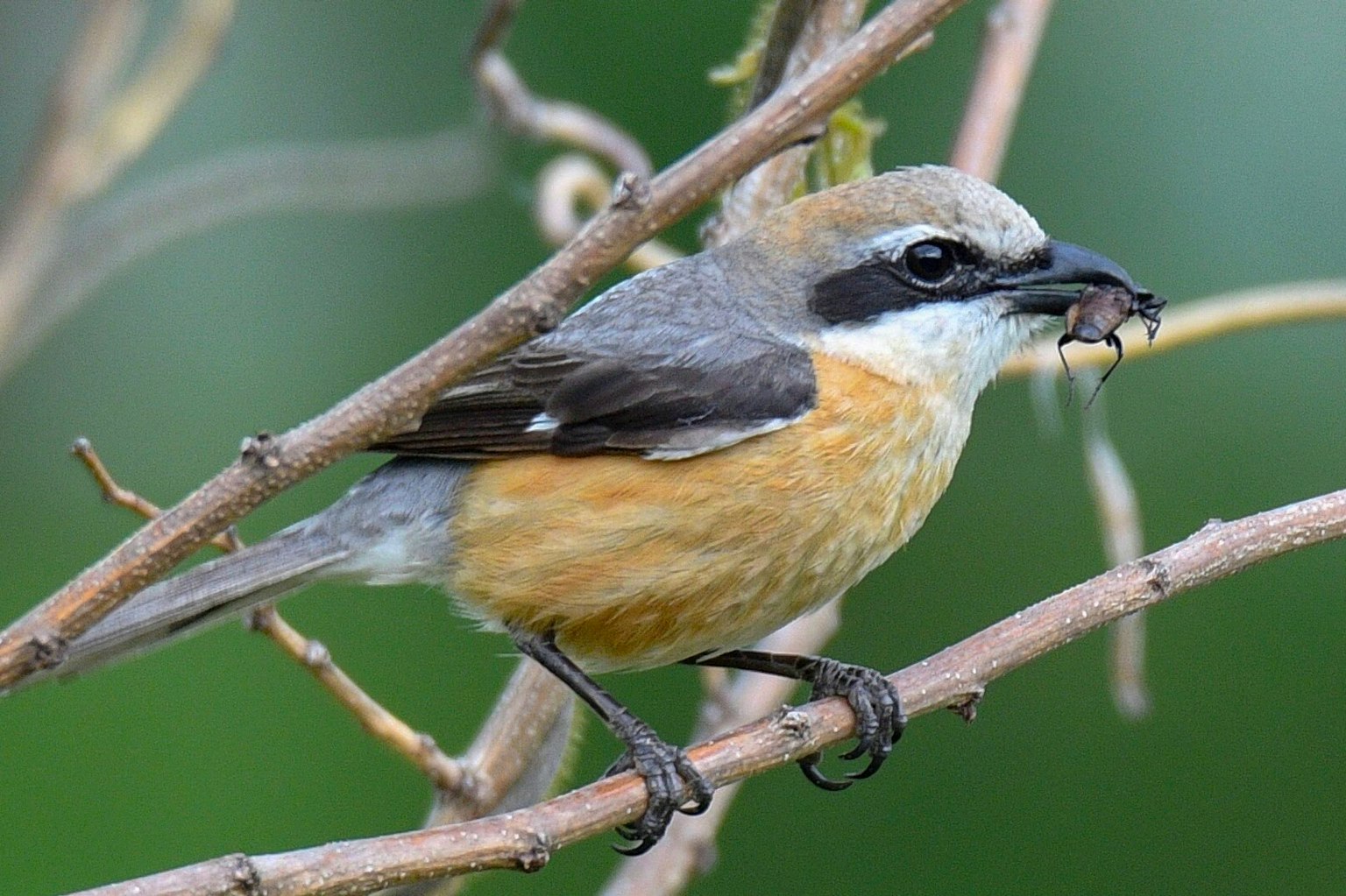 Uccello appollaiato su un ramo con testa grigia a strisce nere e pancia arancione