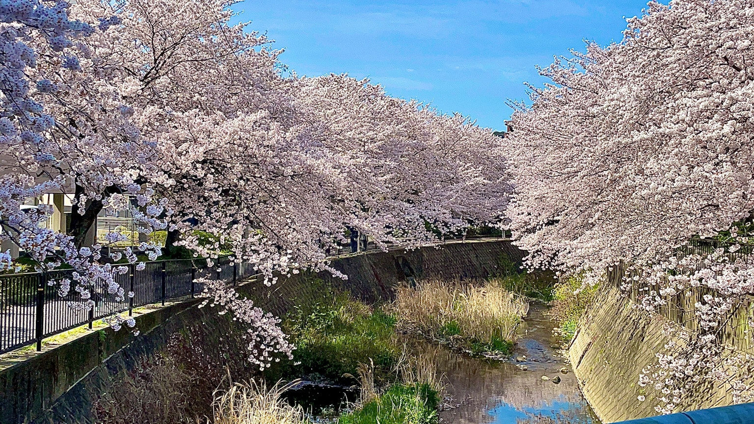 Vista escénica de cerezos a lo largo de un río cielo azul brillante y hierba verde exuberante