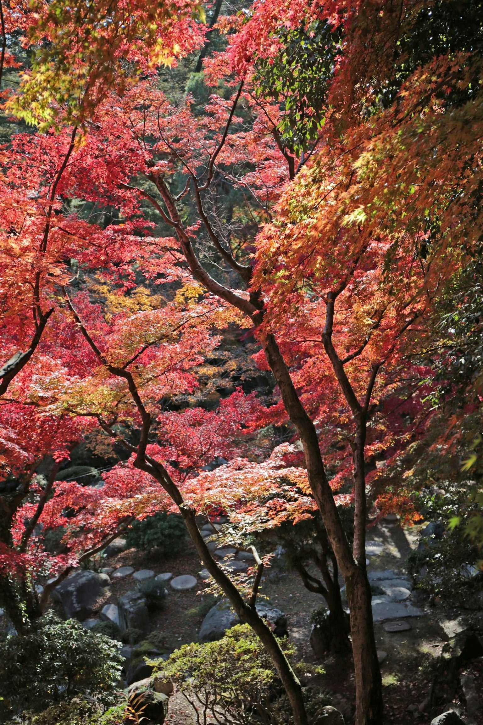 Vibrant autumn foliage with colorful trees