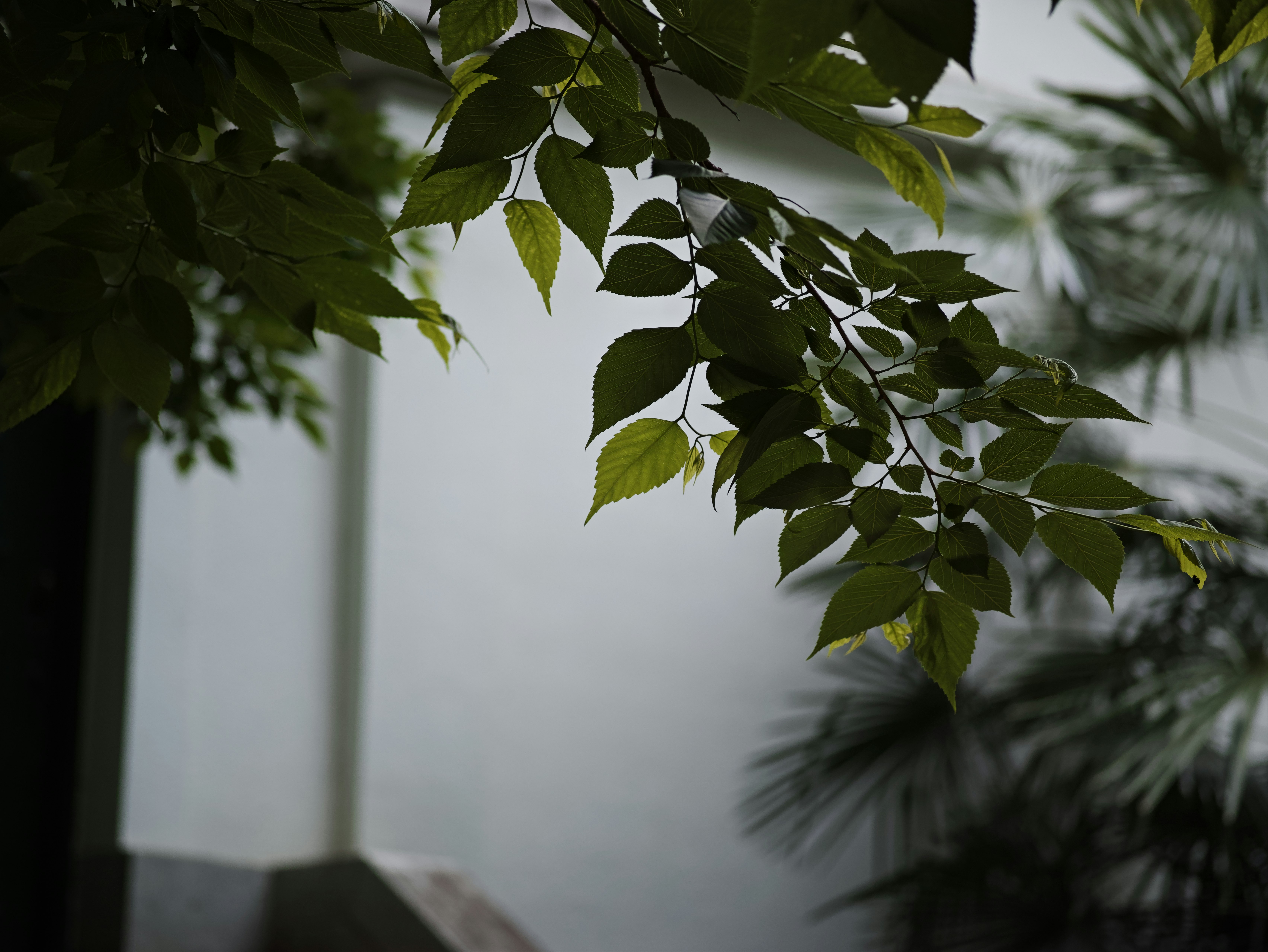 葉のある観葉植物の枝先と室内のぼけた背景