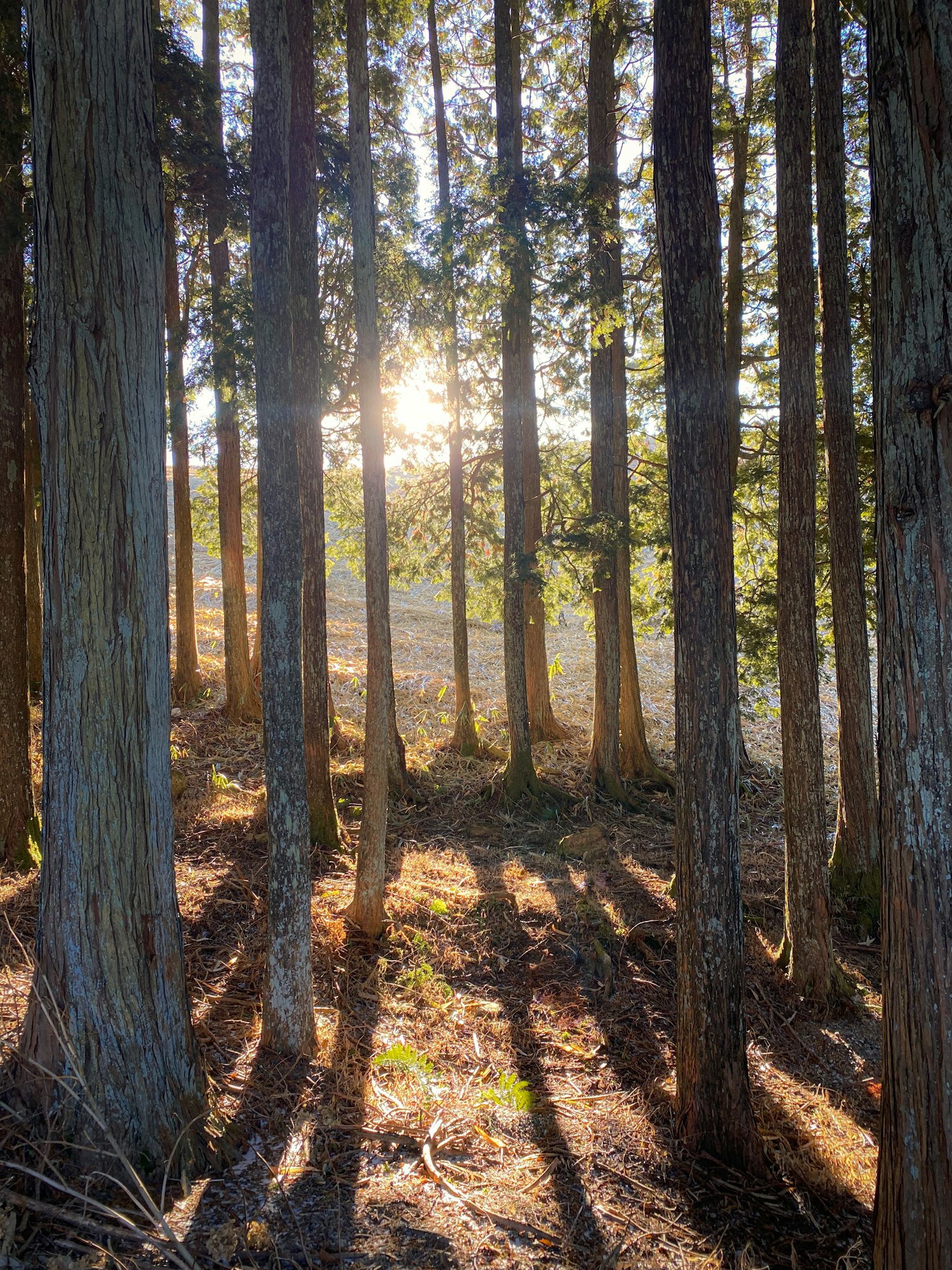 A serene forest scene with sunlight filtering through tall trees casting long shadows on the ground