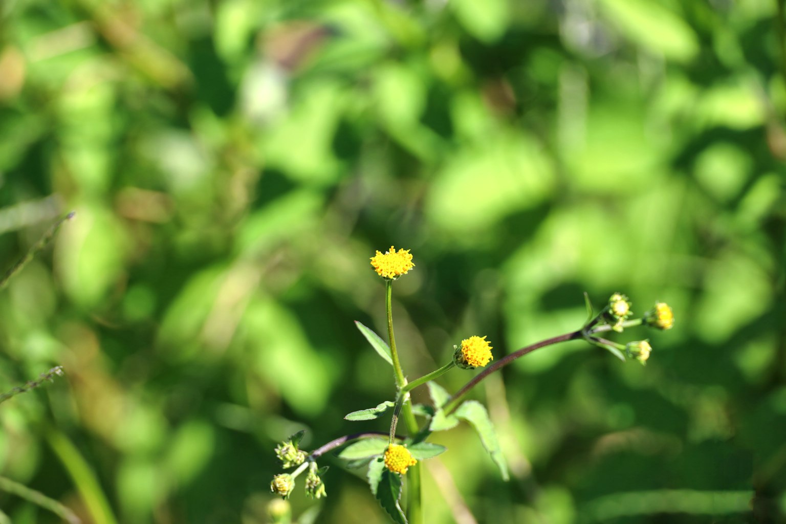小黄花在鲜艳的绿色背景上盛开