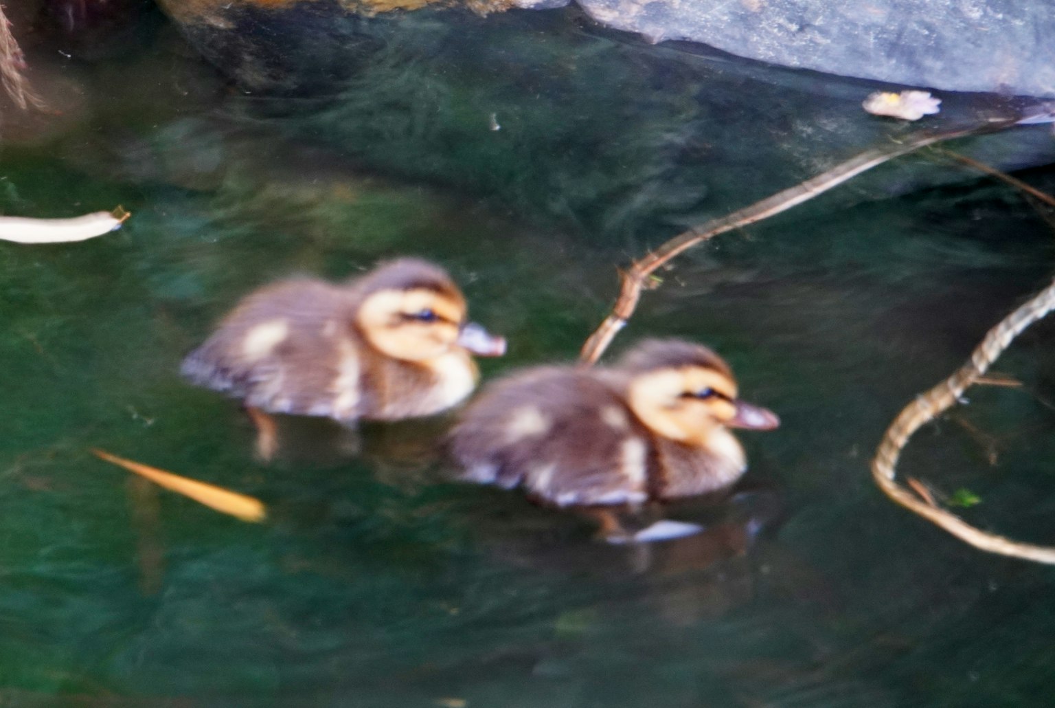 Two ducklings swimming on the water surface