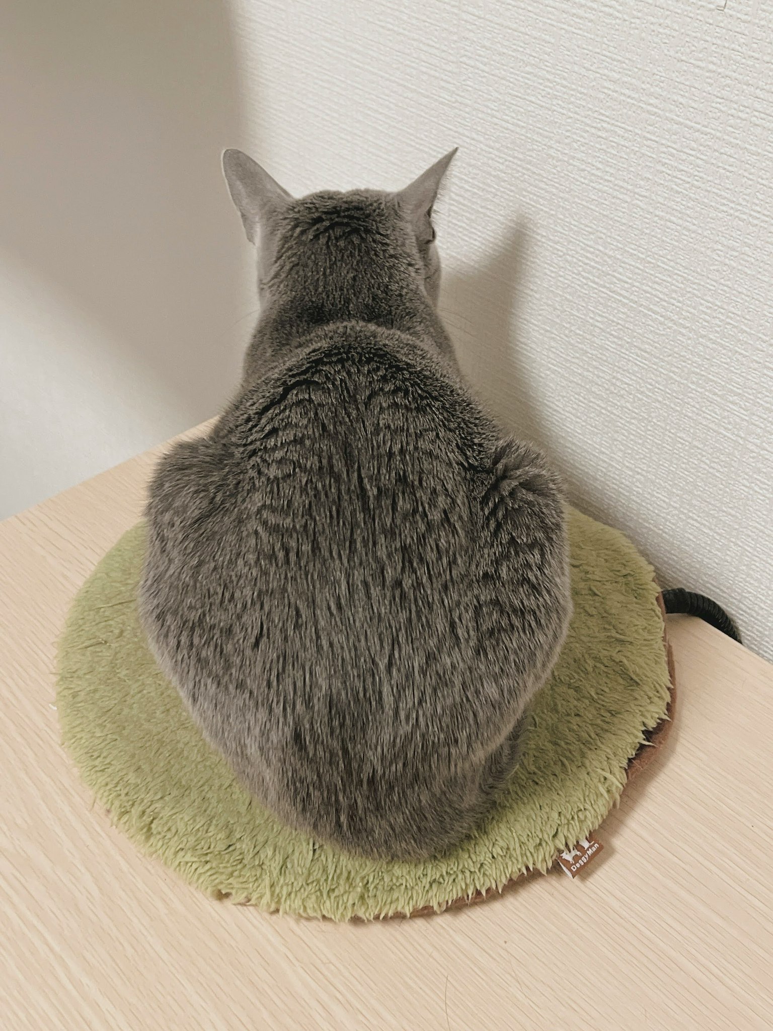 灰色猫坐在绿色垫子上的背影