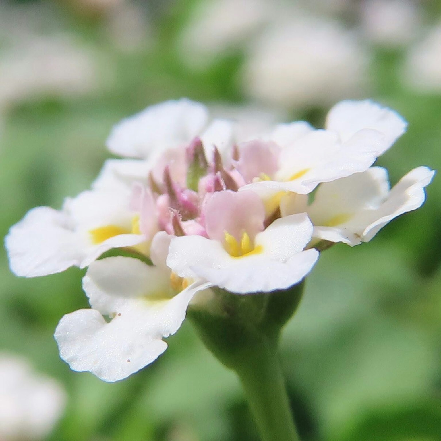Close-up of a white flower with a pink center