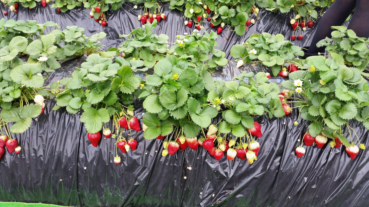 黑色塑料覆盖的田地上种植的草莓植物