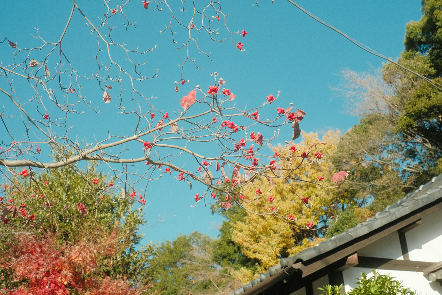 蓝天下有红花和黄叶的树木的风景