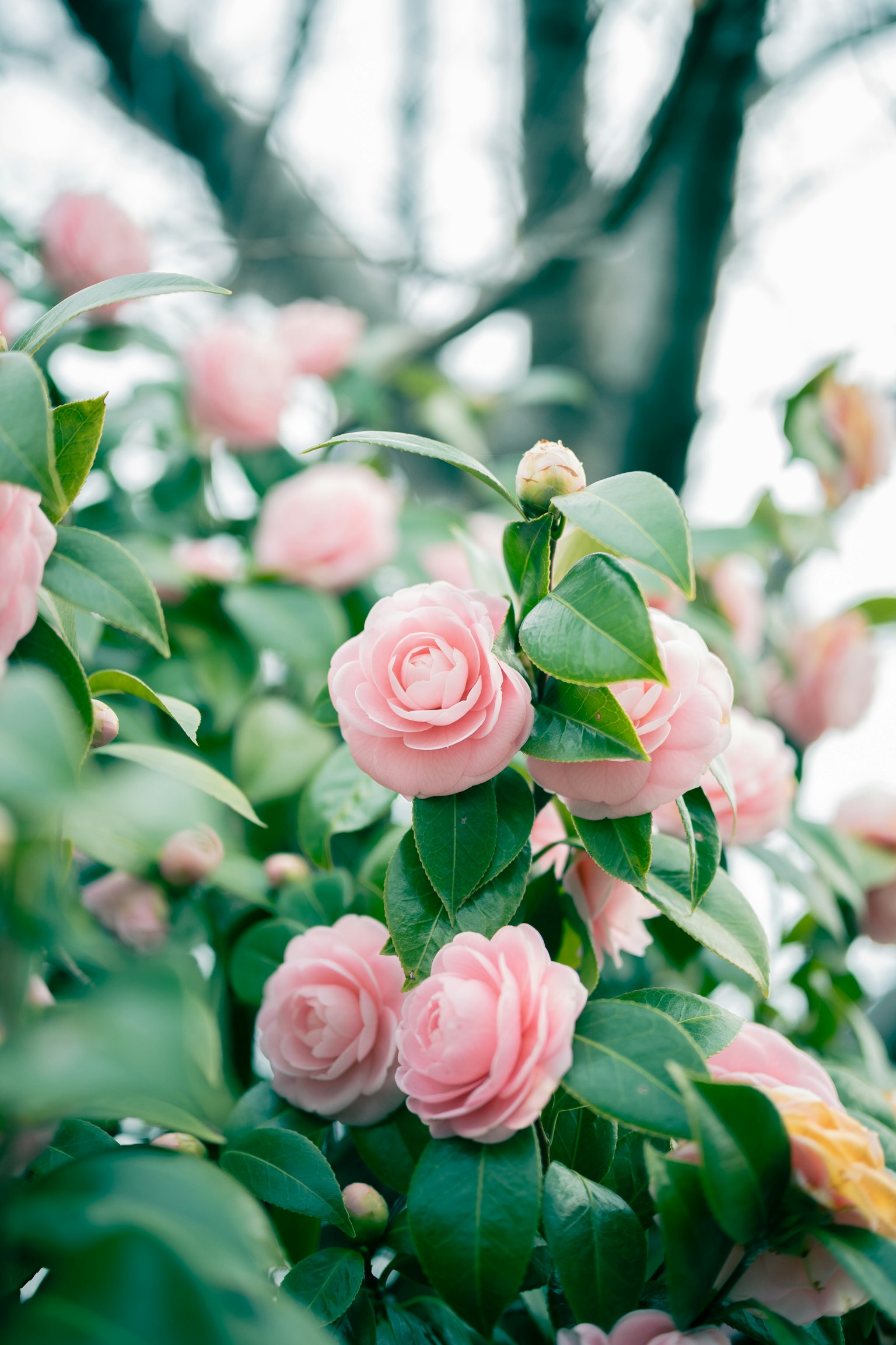 Nahaufnahme einer Kamelienpflanze mit hellrosa Blüten und grünen Blättern