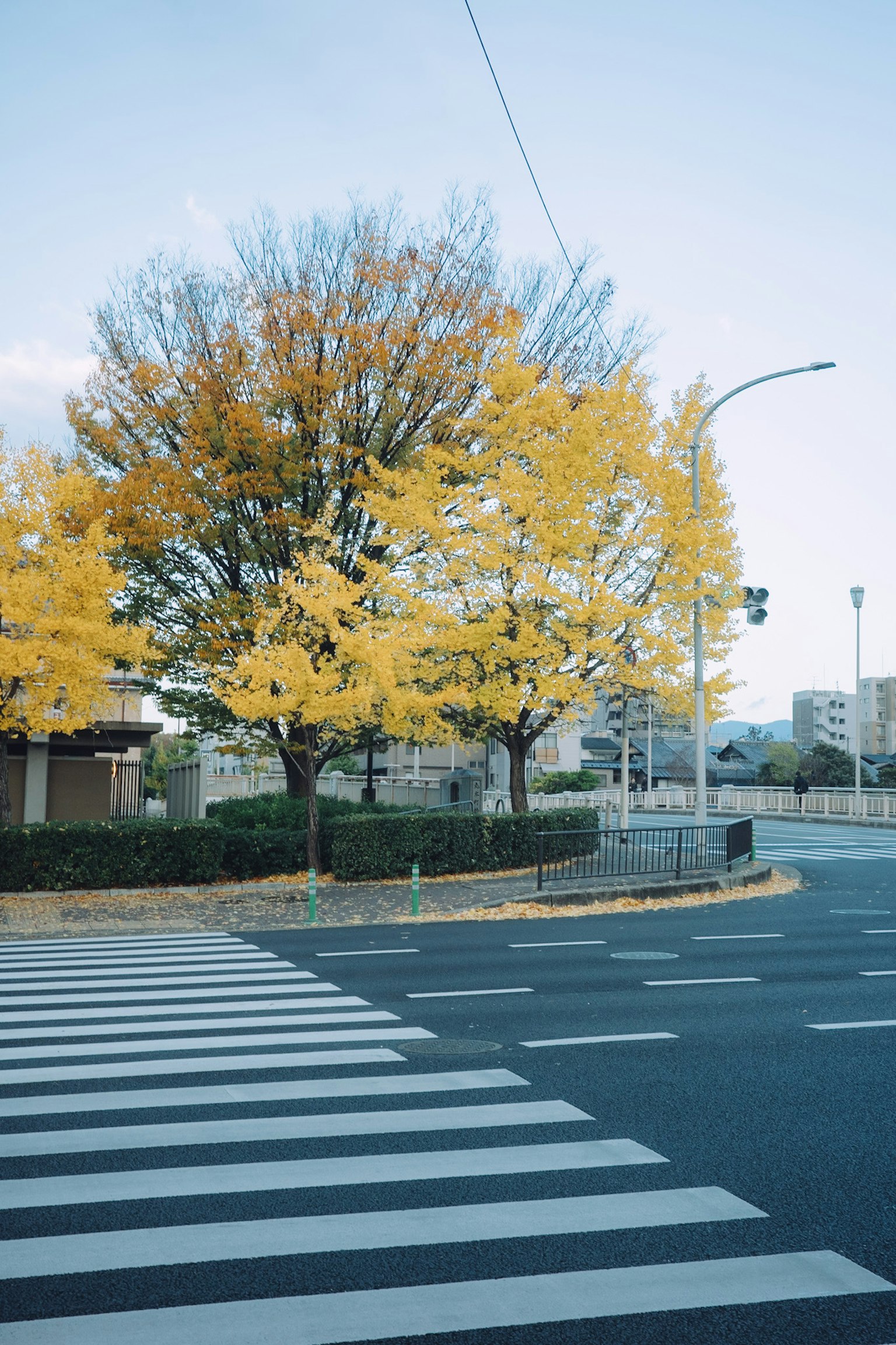 Scena autunnale con alberi dalle foglie gialle e un attraversamento pedonale