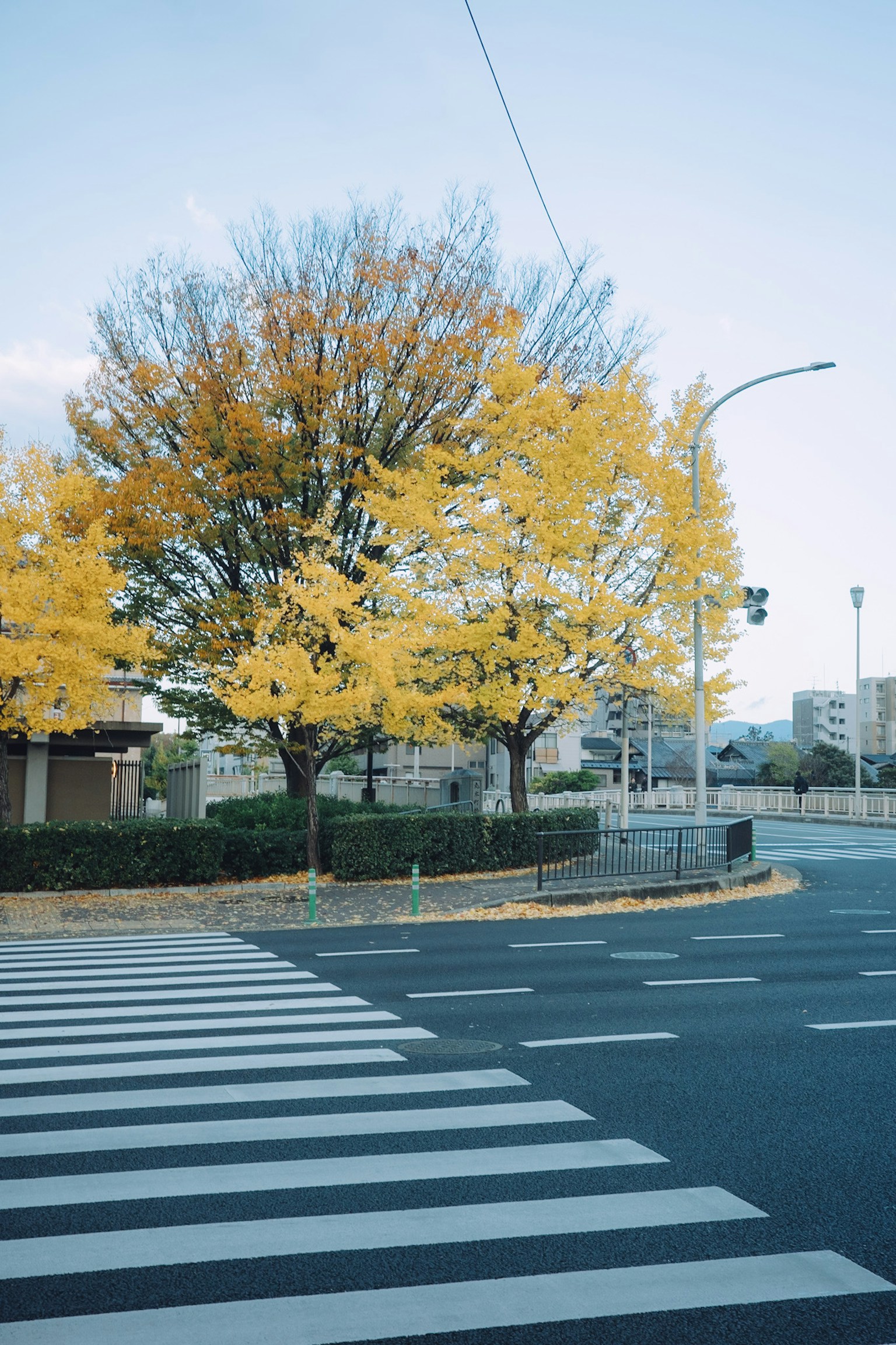 Autumn scene with yellow-leaved trees and crosswalk