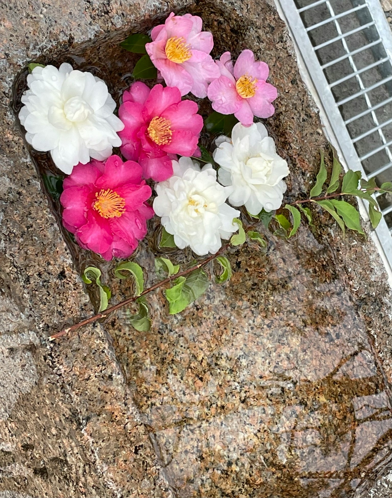 Arrangement magnifique de fleurs blanches et roses flottant dans l'eau