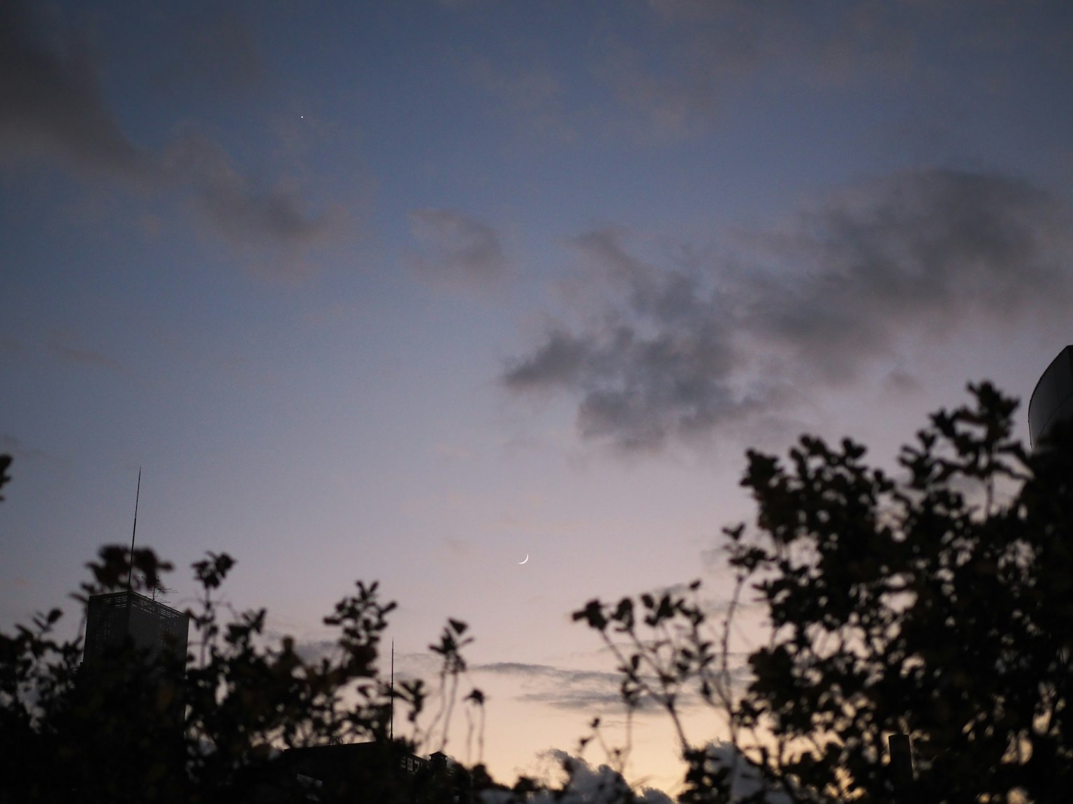 Dusk sky with silhouetted plants