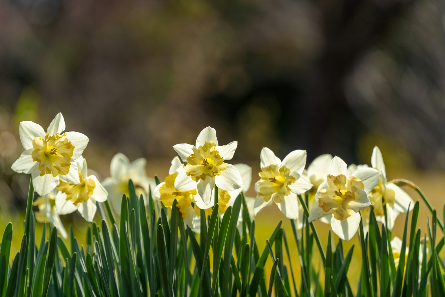 Sekelompok bunga daffodil kuning mekar di antara daun hijau