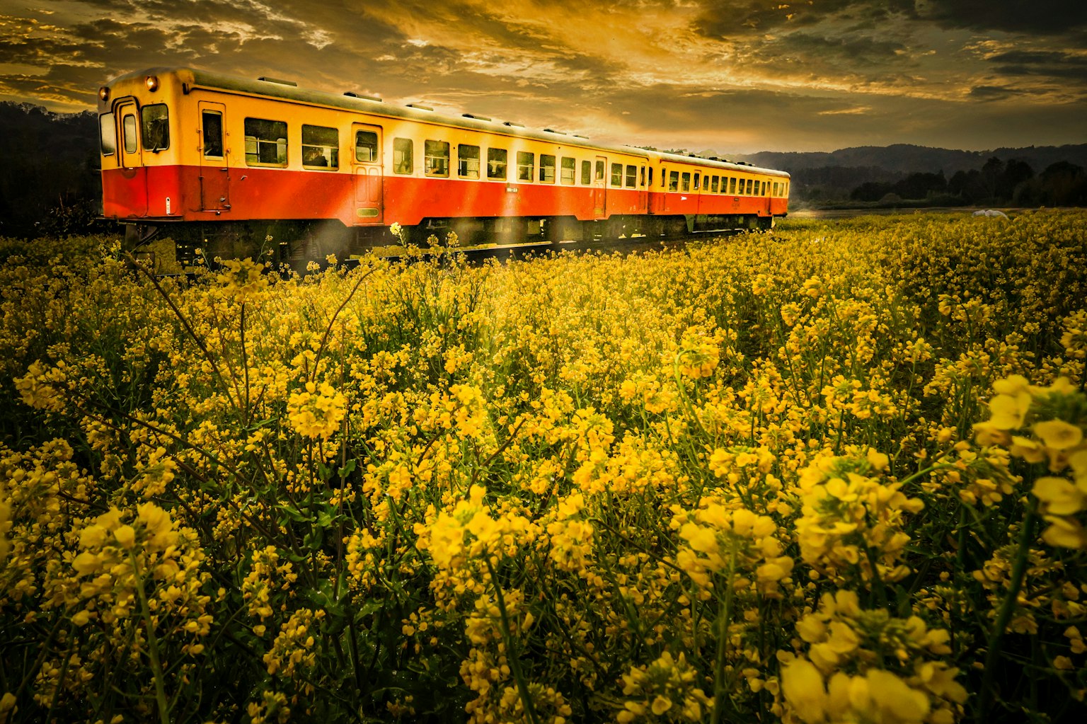 Un train rouge passant à travers un champ de fleurs jaunes