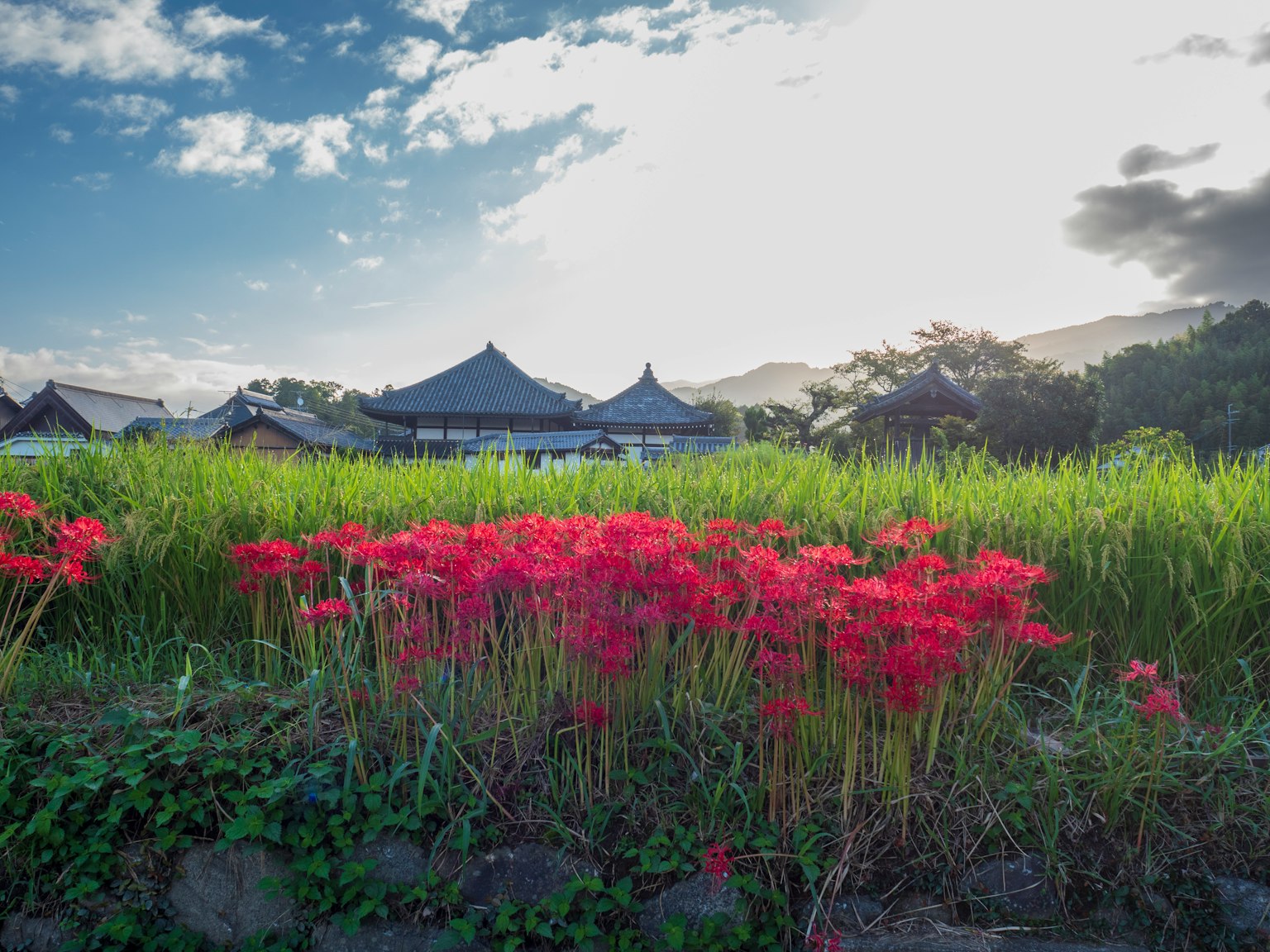 ทุ่งนาสวยงามพร้อมดอกลิลลี่แมงมุมสีแดงในพื้นหน้าและท้องฟ้าสีฟ้าพร้อมเมฆ