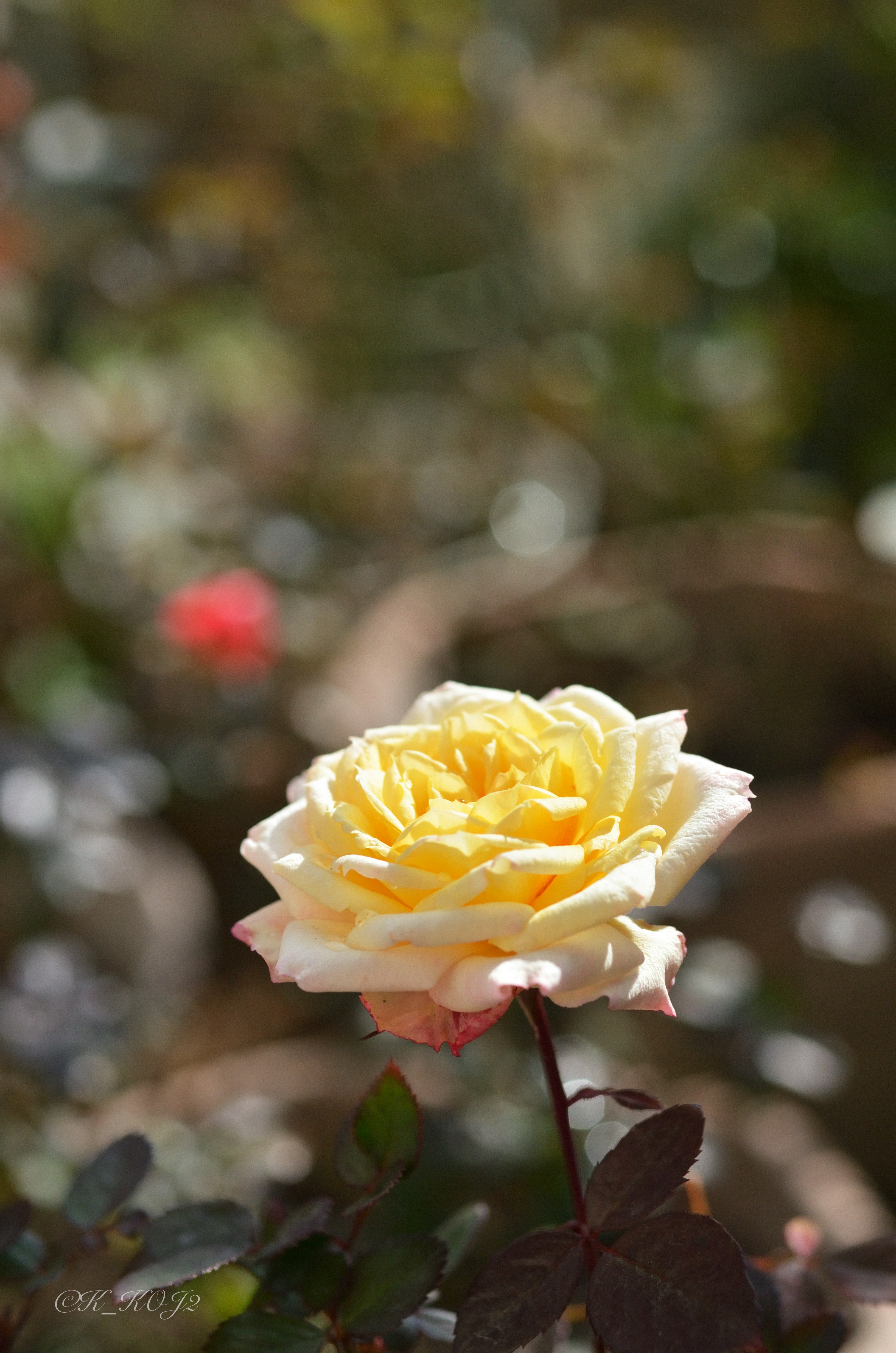 黄色いバラの花のクローズアップ