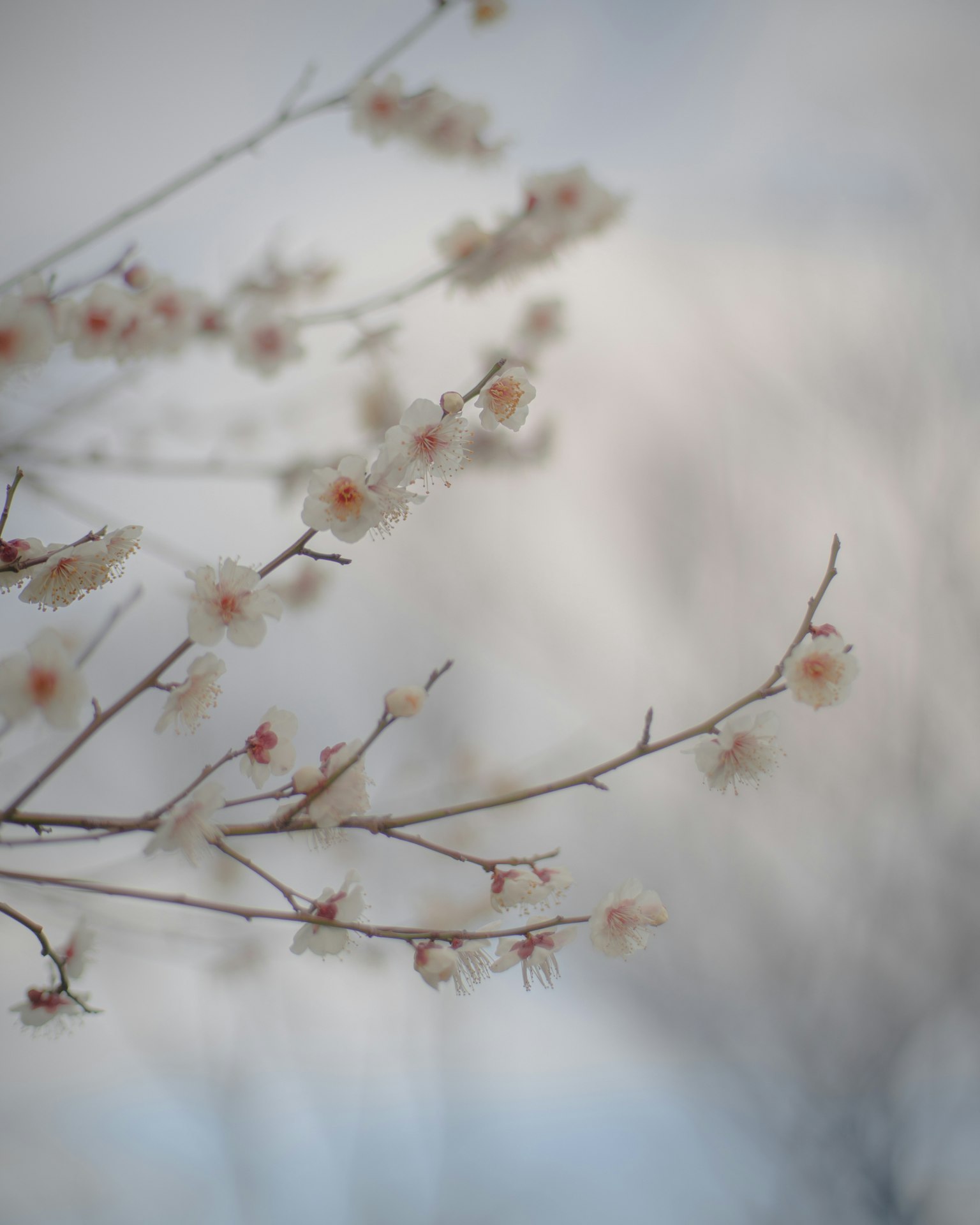 樱花枝的特写，色调柔和