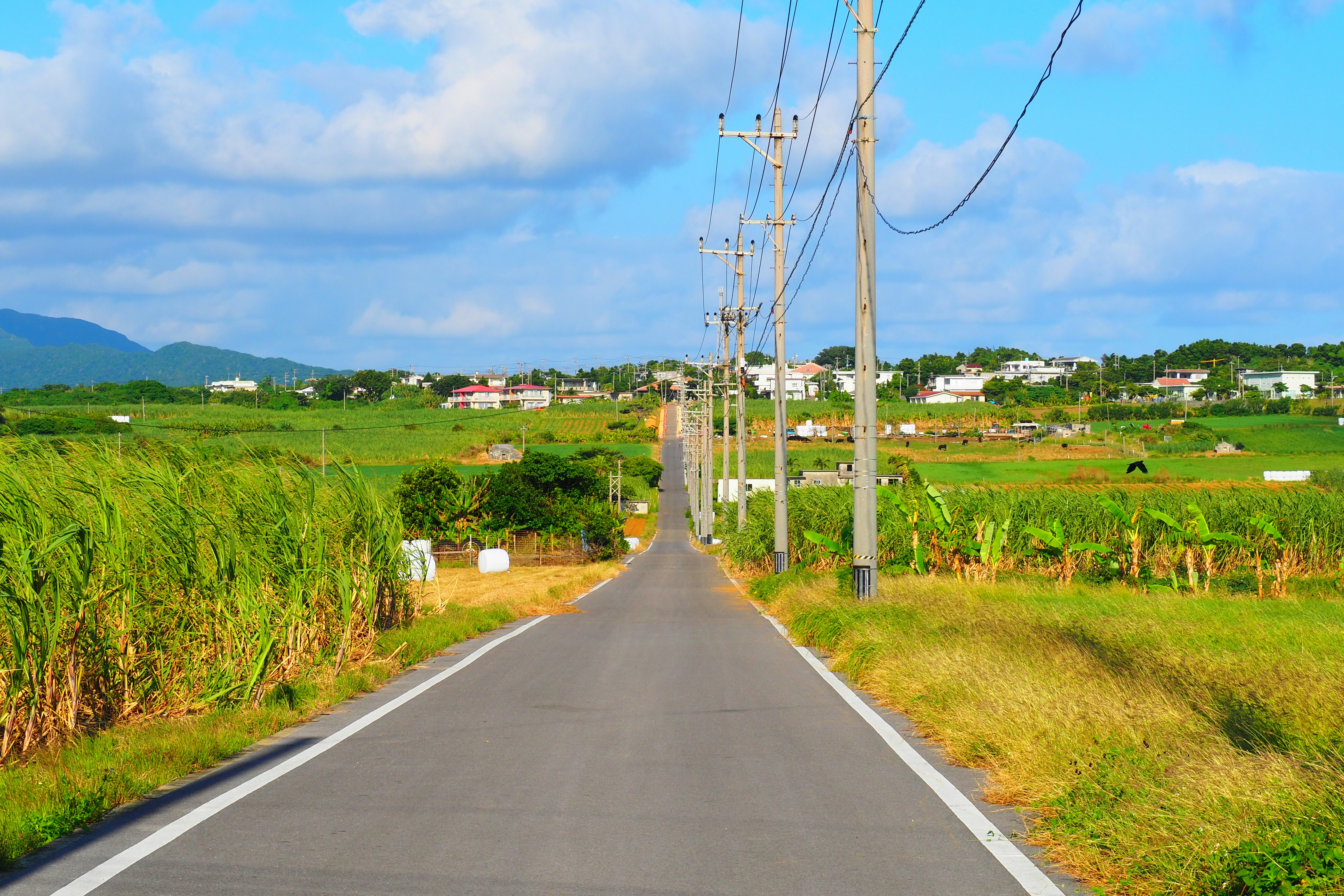 绿野中的乡间公路与电线杆