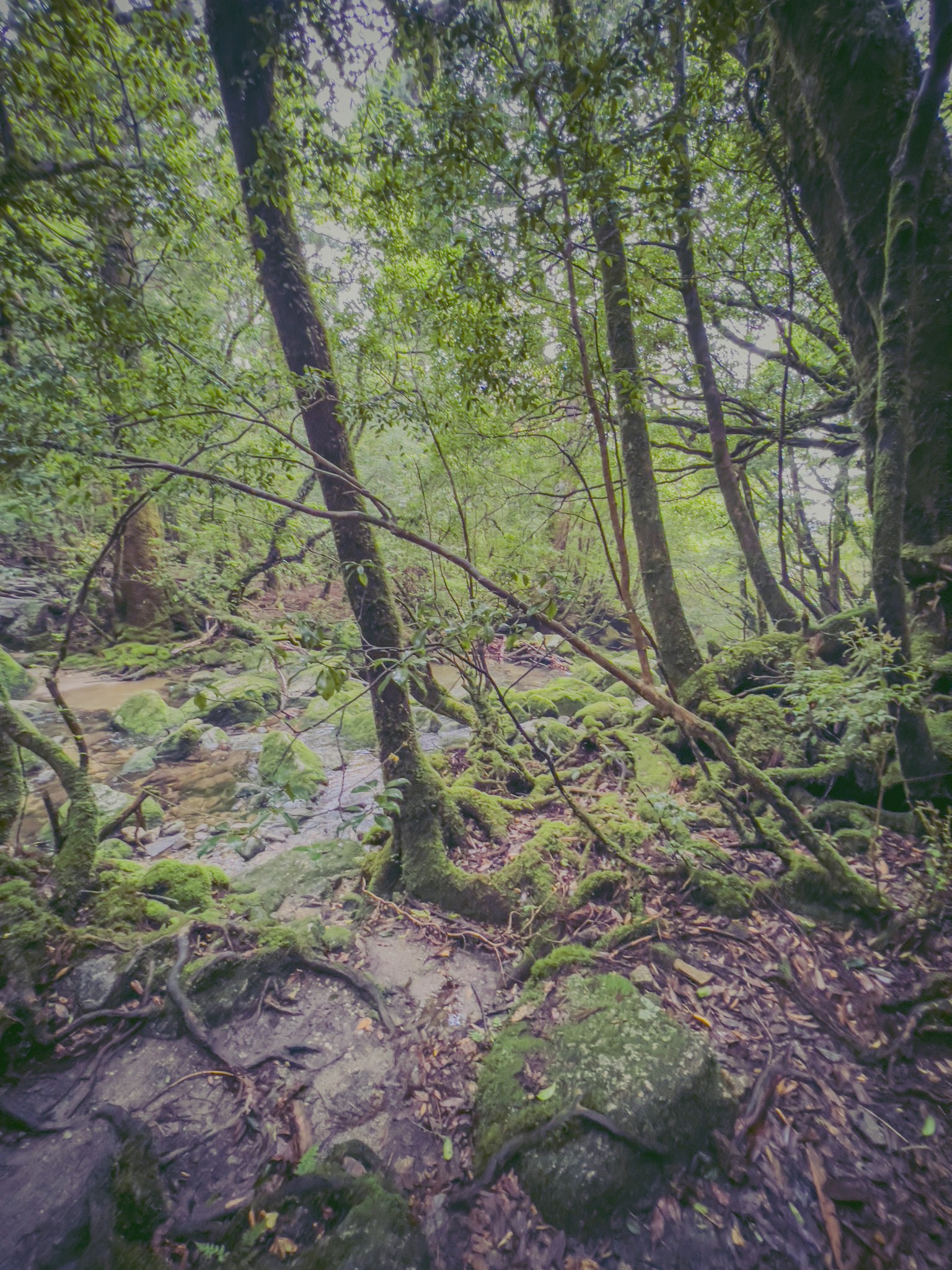 Paesaggio forestale lussureggiante con alberi e rocce coperte di muschio