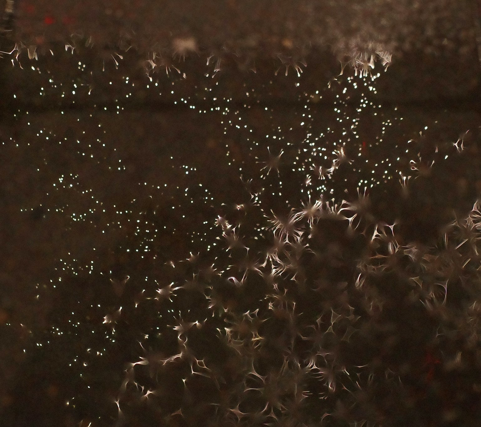 暗い背景に輝く小さな光点が散らばる美しい模様